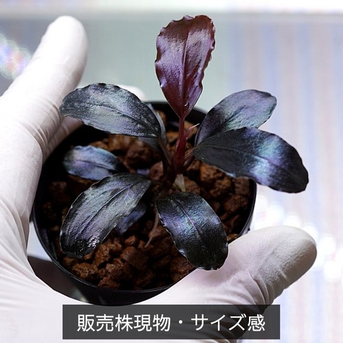 【一点物】Bucephalandra sp.”Theia blue”　No-005