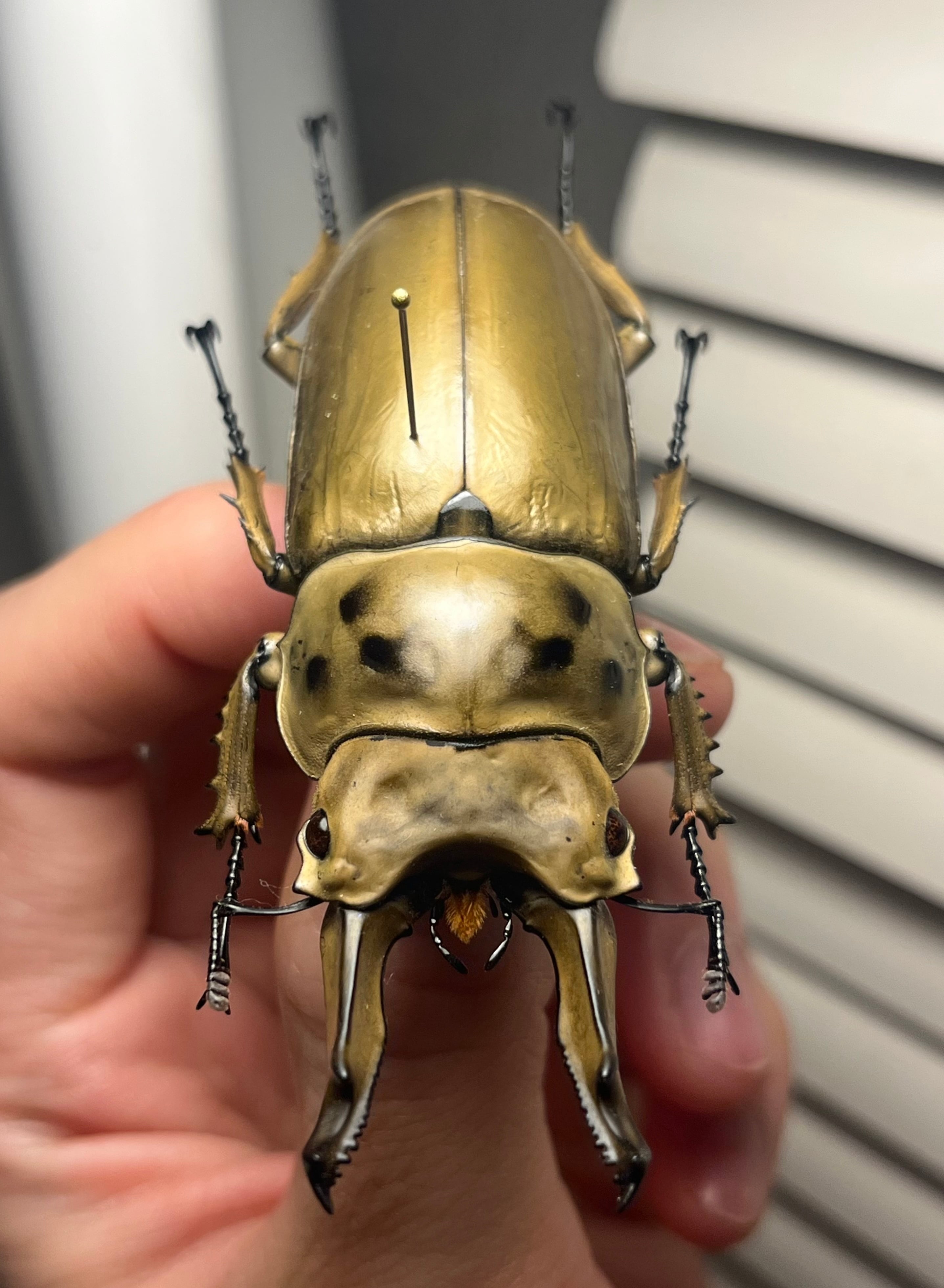 サルオガセギスキリギリスカマドウマバッタ直翅類コロギスリオック