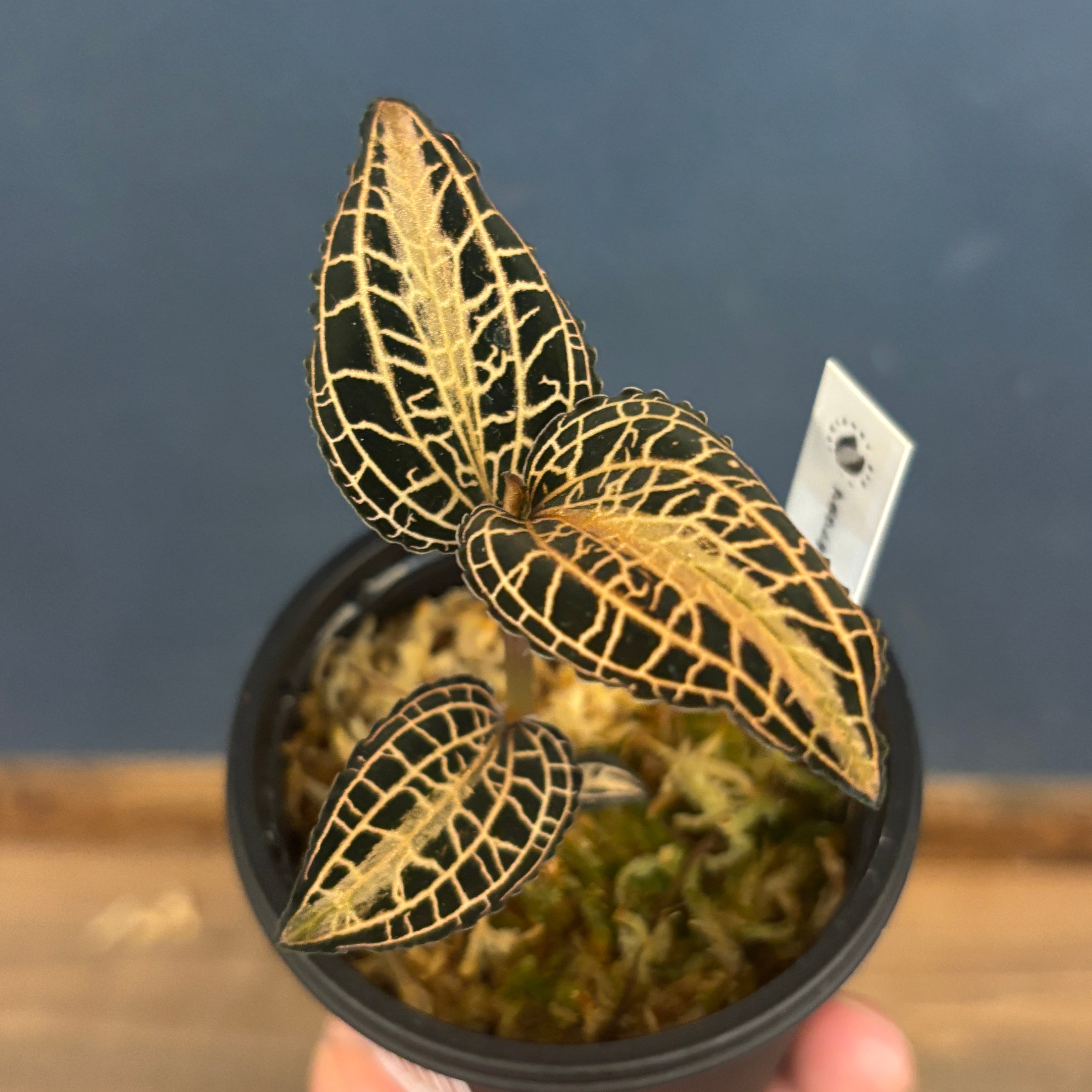 ジュエルオーキッド アネクトキルス sp 太脈type【56】 | PROTOLEAF