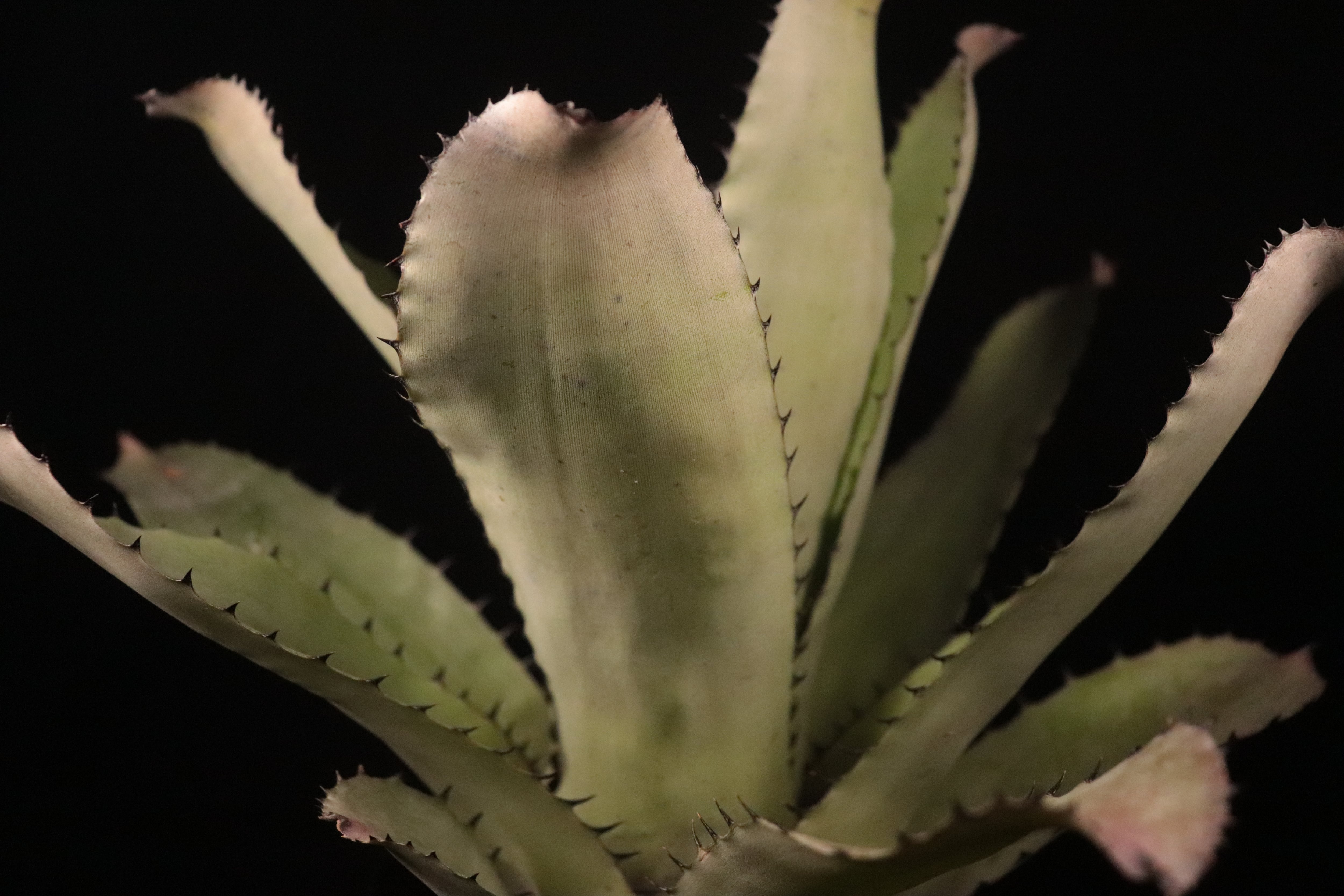 送料無料】Neoregelia carcharodon Silver〔ネオレゲリア〕現品