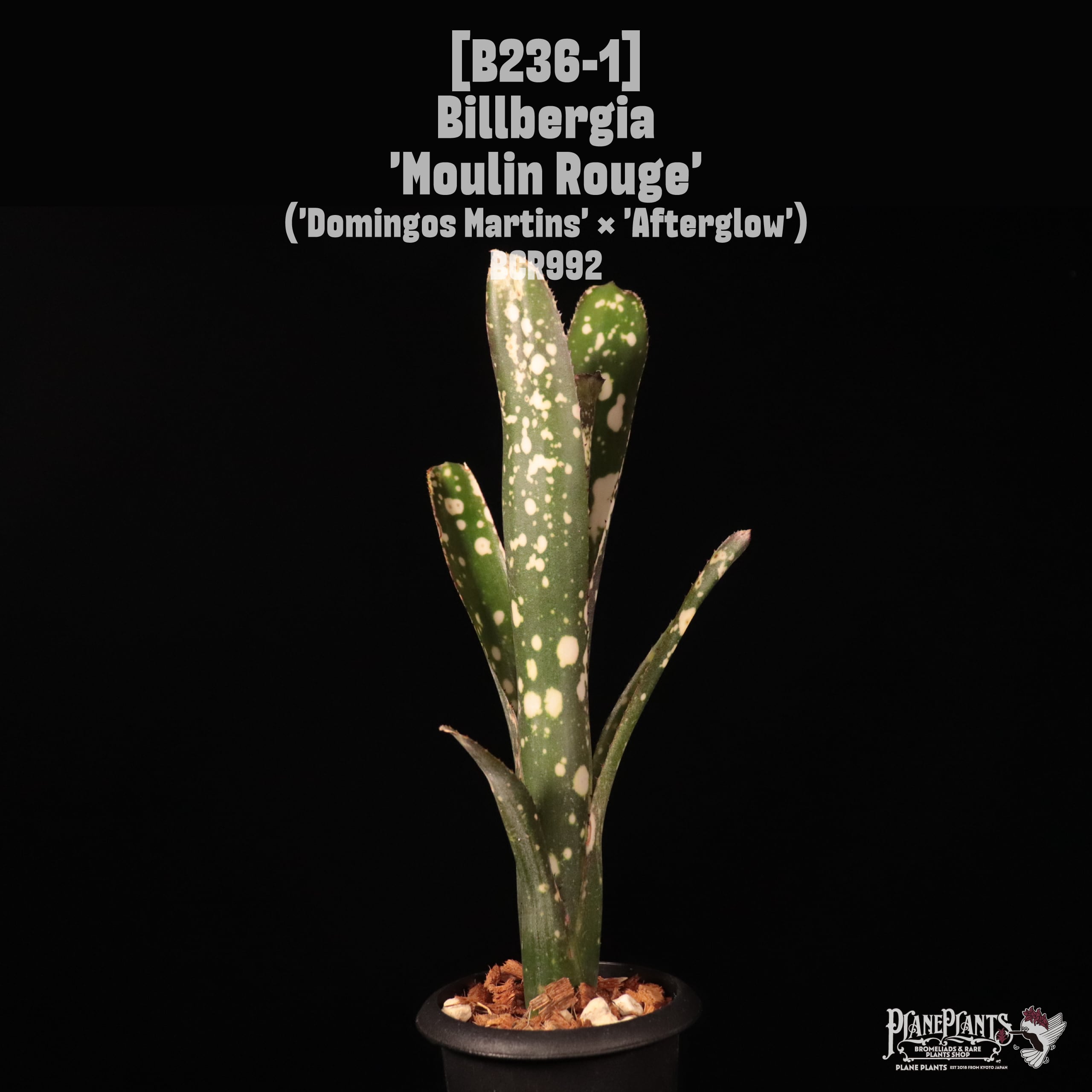 Billbergia | plane plants