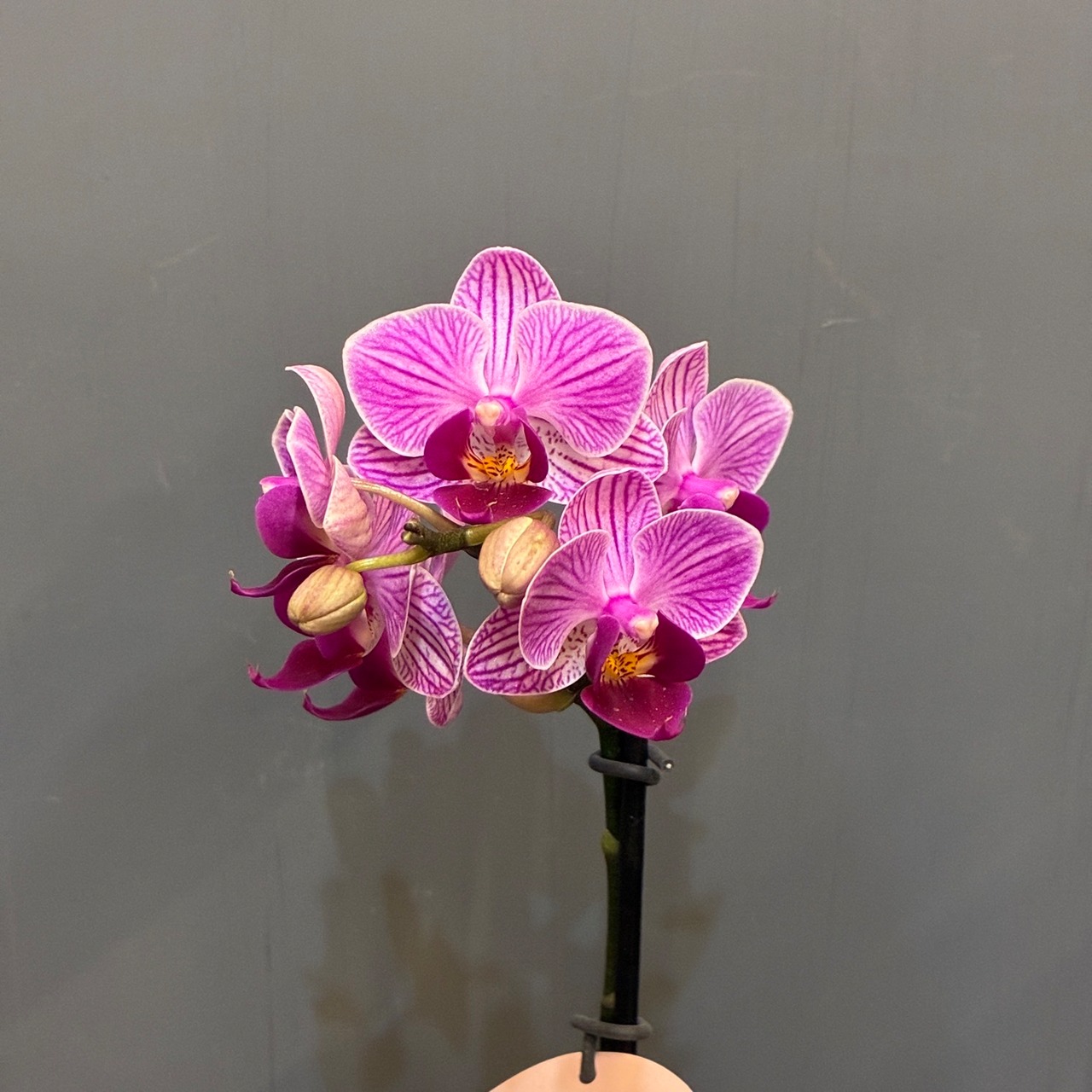 【新着3日限定10%OFF】マイクロ胡蝶蘭【314】