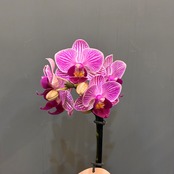 【新着3日限定10%OFF】マイクロ胡蝶蘭【314】