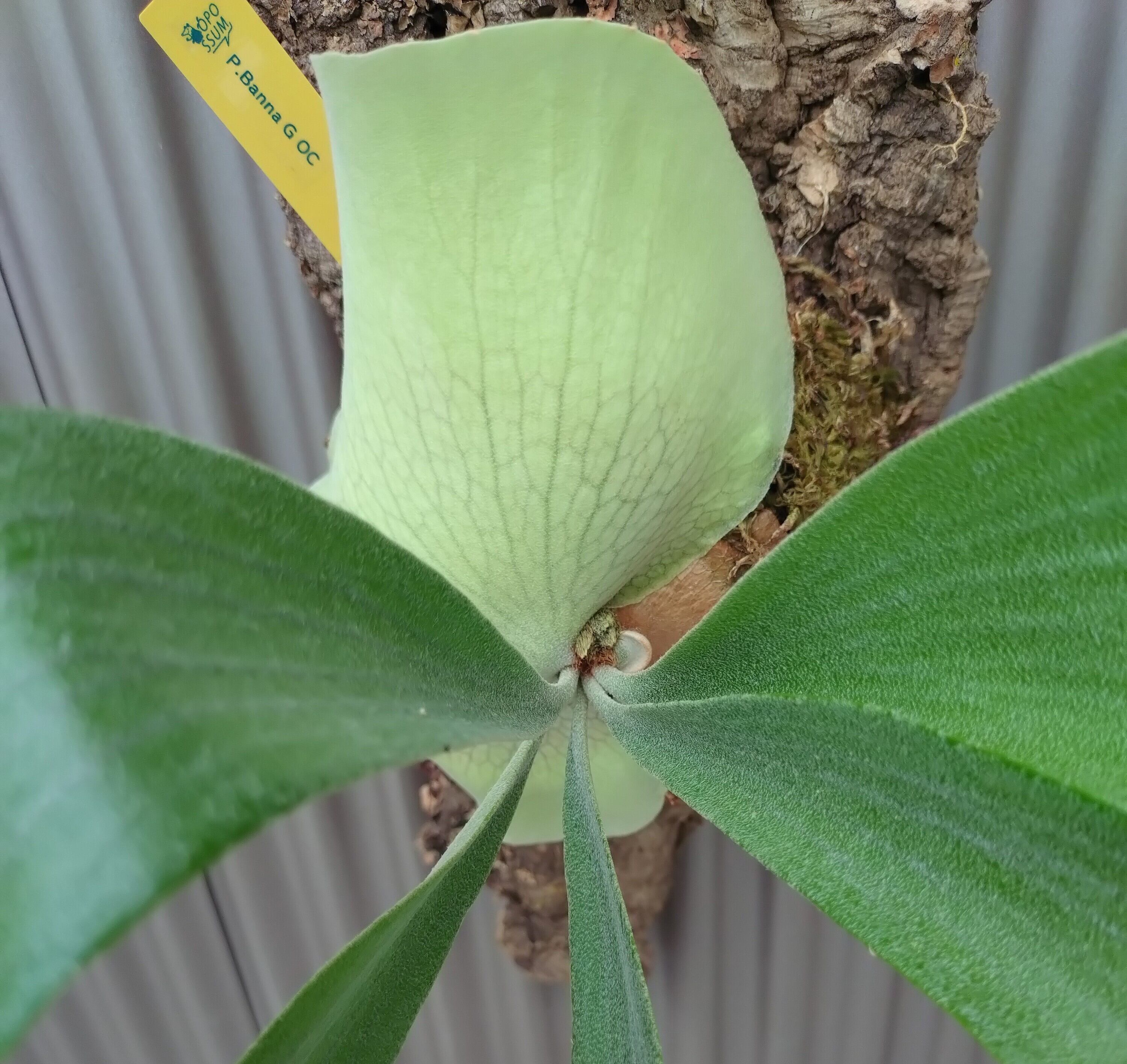 激レア ビカクシダ バンナ#G Banna#G｜観葉植物