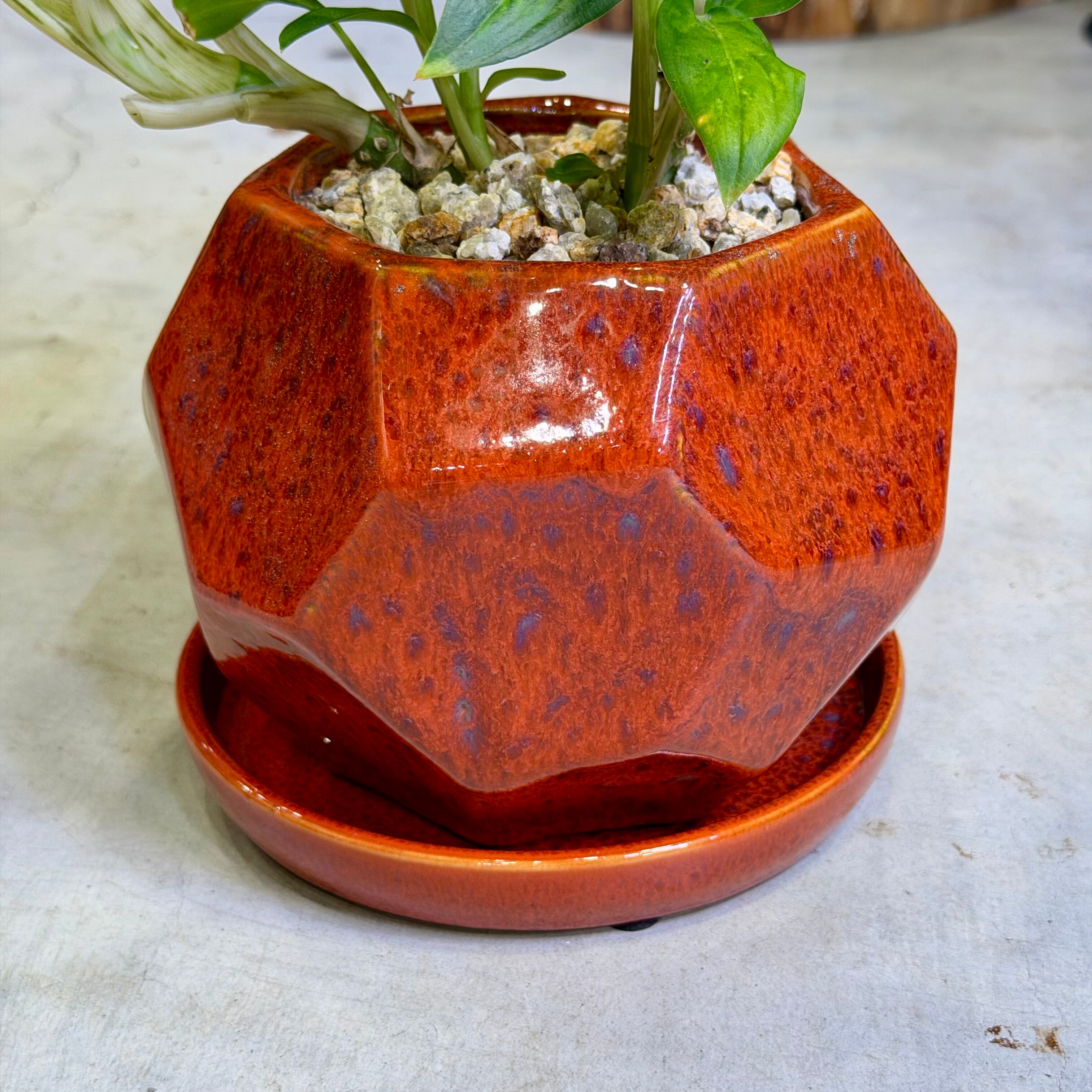 ディフェンバキア・サブライム | barrelplants_BONSAI