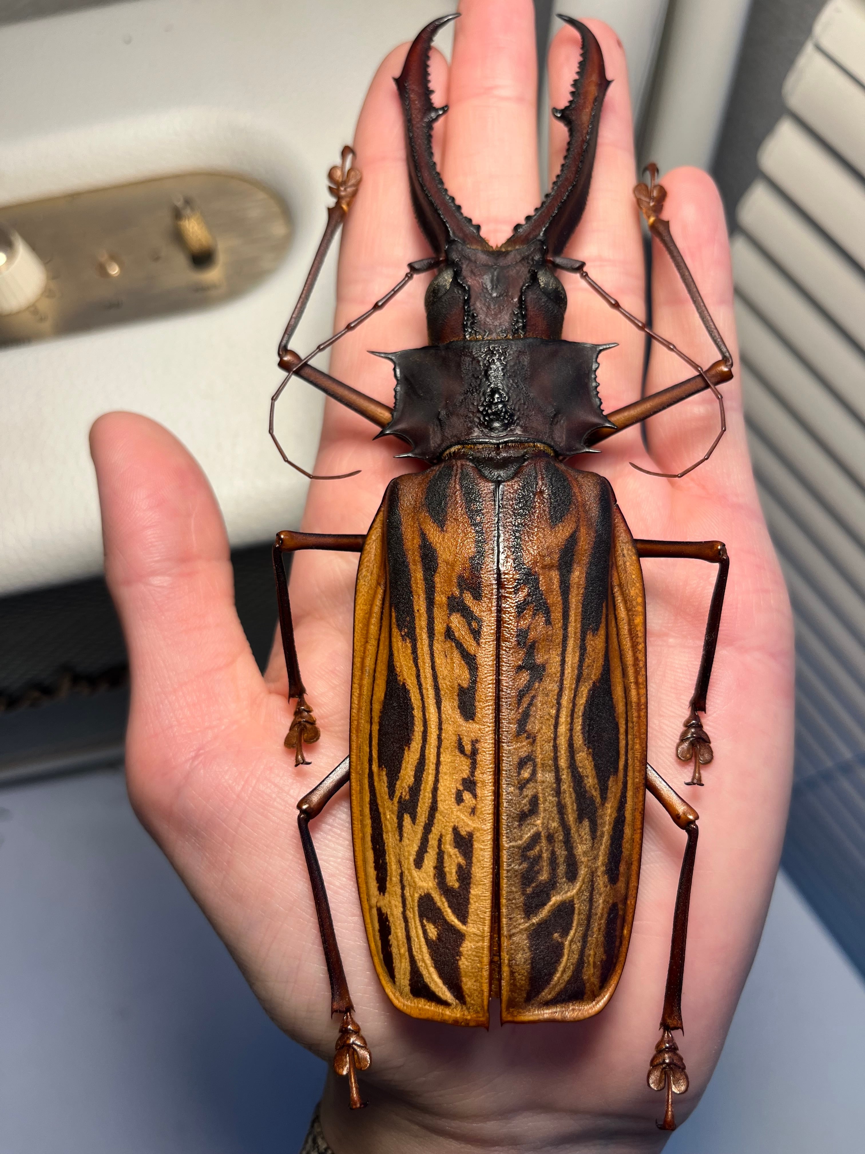 極小】マンモスゴキブリ ナンベイオオチャバネゴキブリ ローチ