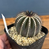 サボテン　ユーベルマニア　ペクチニフェラ【743】