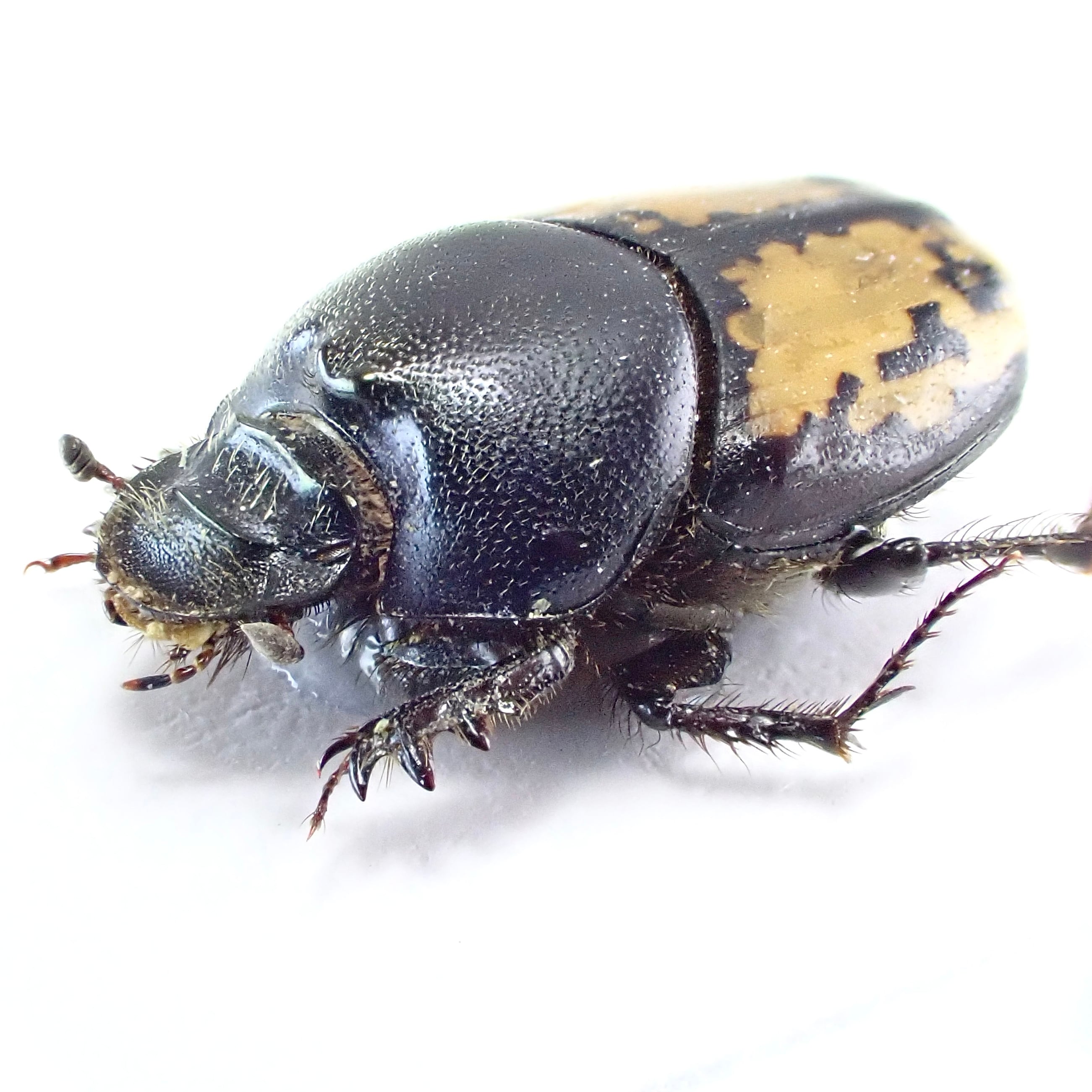 ウズベキスタン産　ゴミムシダマシ　26mm ウズベキスタン産 Onthophagus pygargus ♂♀ 10mm/9mm | 昆虫標本