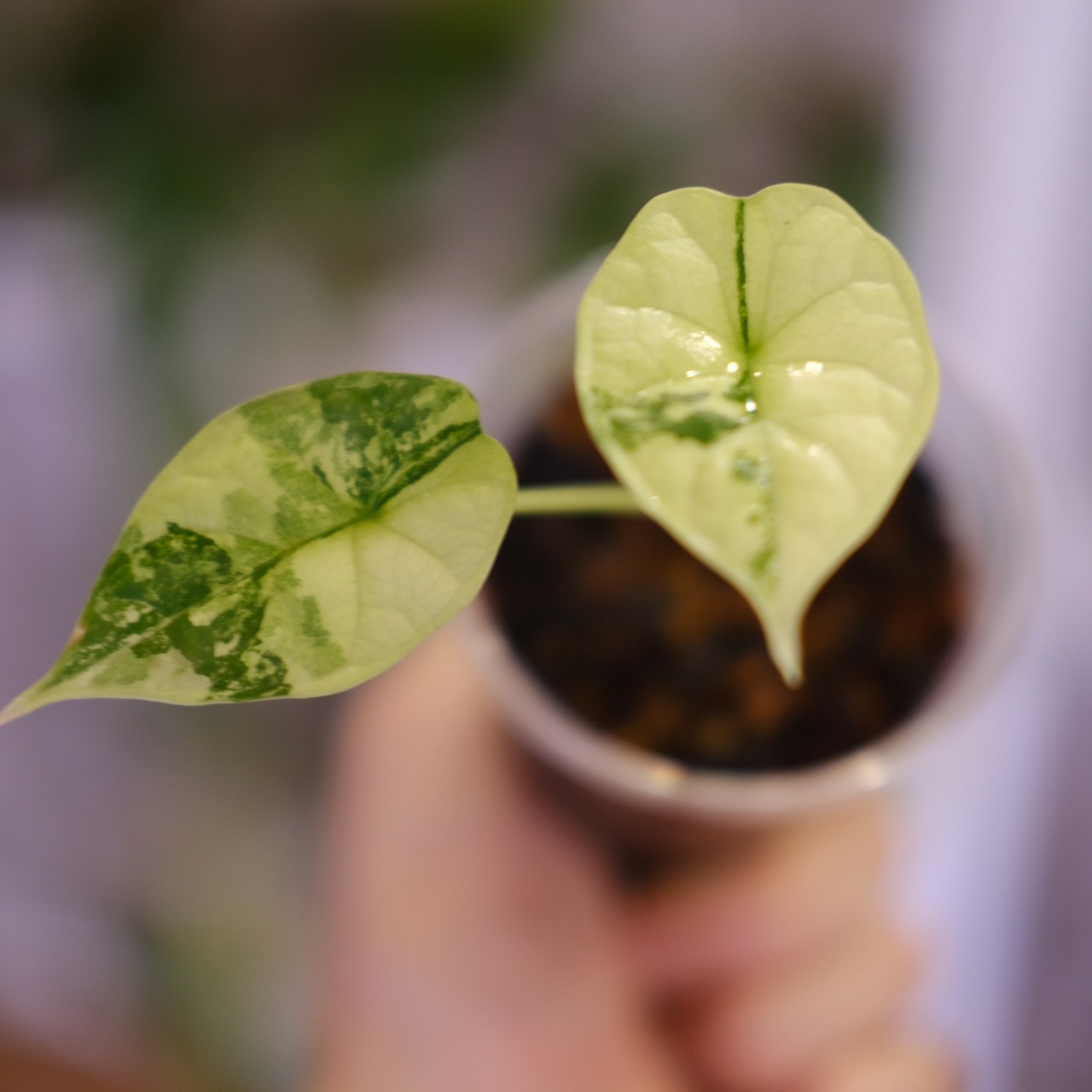 【斑入り】Alocasia dragon scale / アロカシア ドラゴンスケール⑨