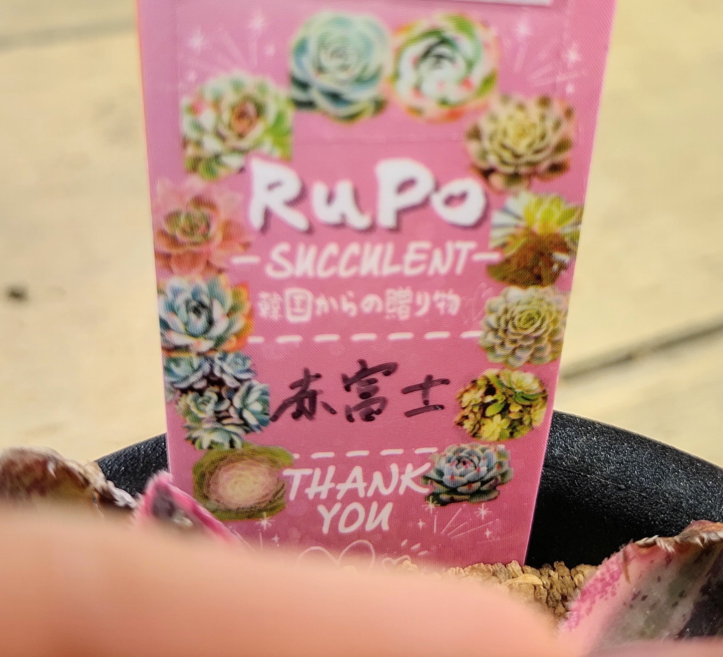 赤富士錦(アエオニウム) | RuPo 多肉植物専門店
