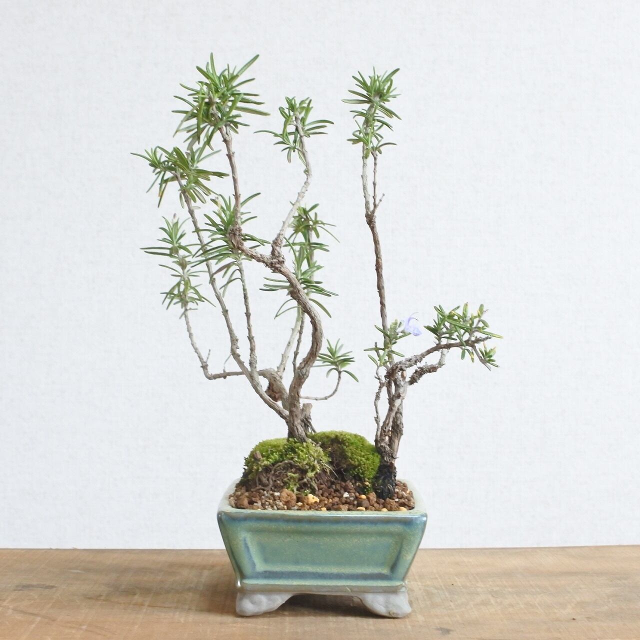 ハーブ ローズマリー 株立ち R15 Bonsai 鉄と山