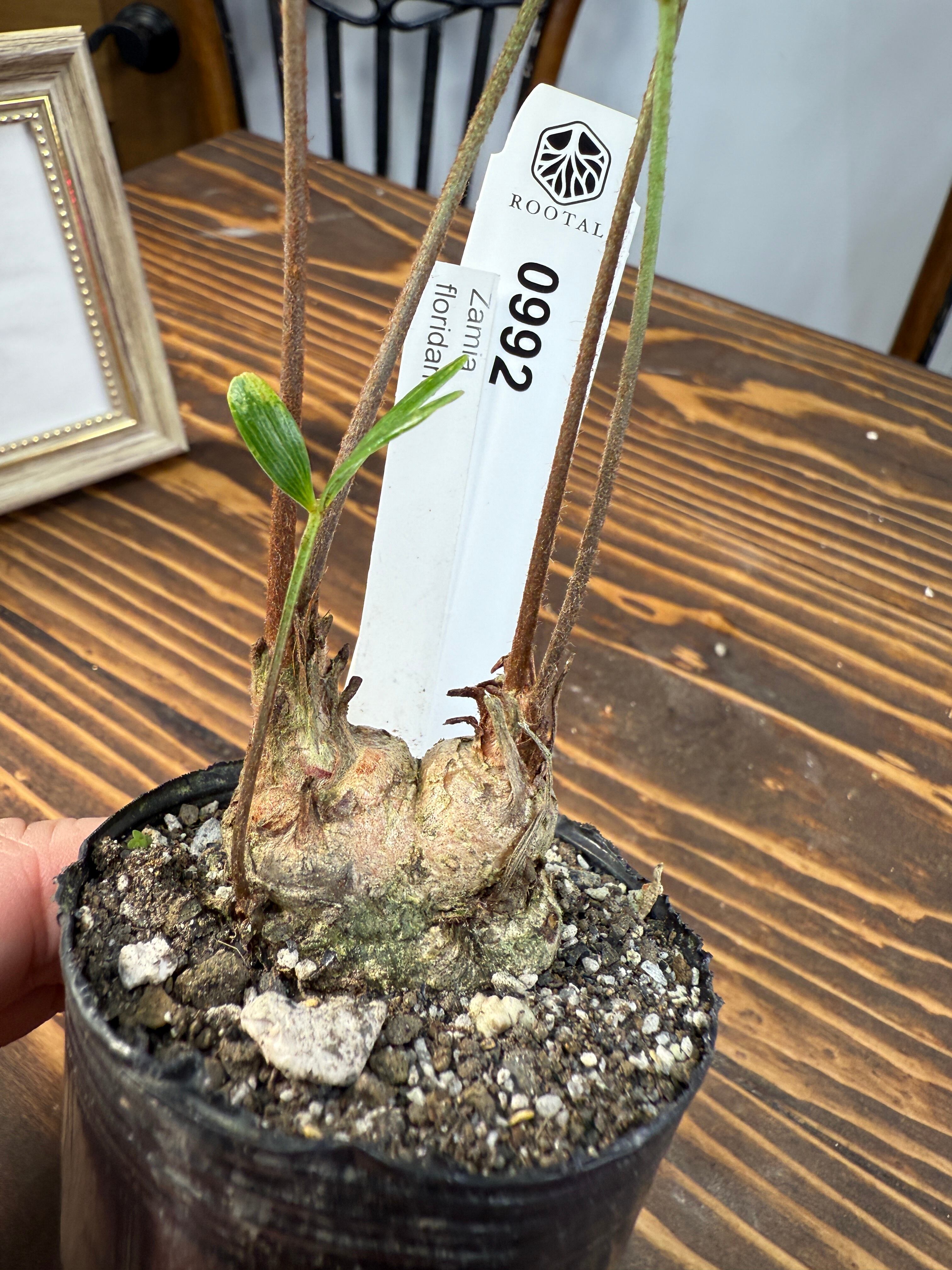 レア！2頭！美型！陶器鉢付き！インテリアとしても存在感抜群！珍しい