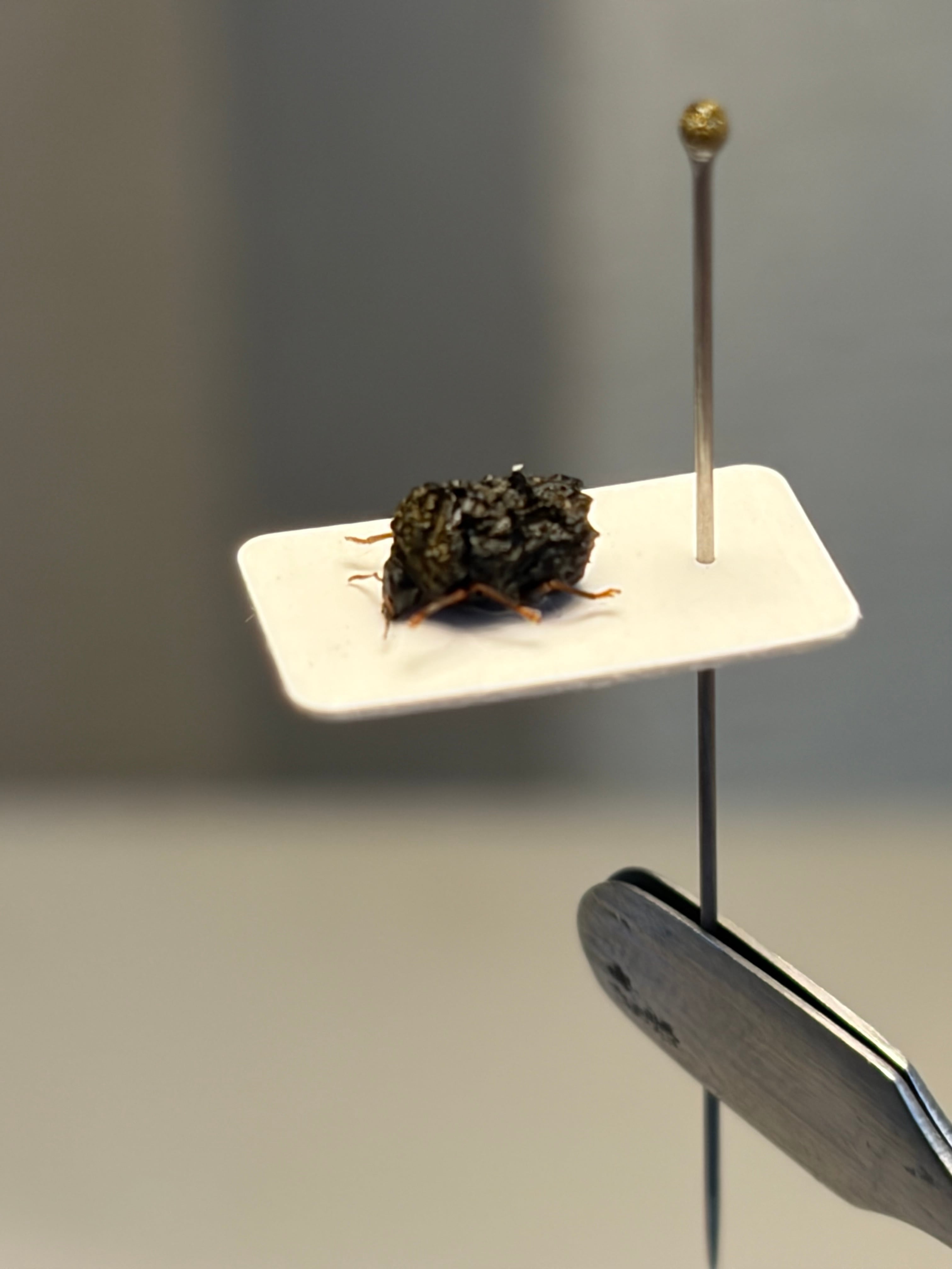 4mm】ツツジコブハムシに酷似 ムシクソハムシ 標本 | オモニキチュウ