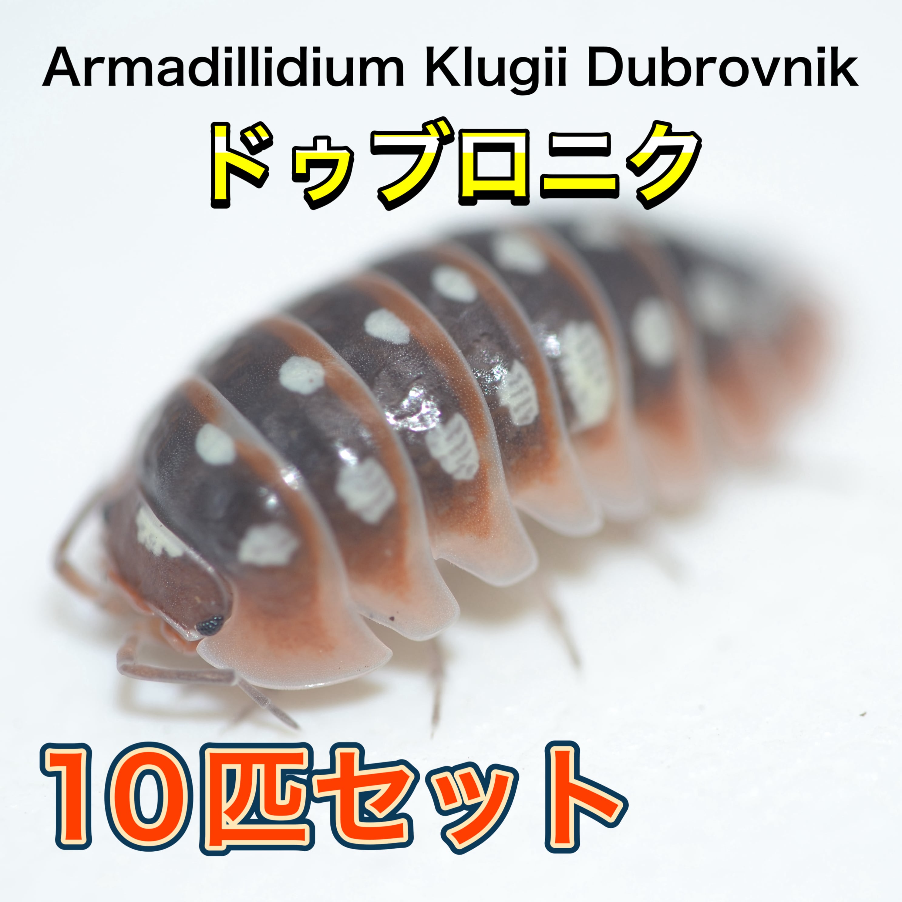 ドゥブロニクダンゴムシ 10匹セット | 昆虫ショップ BUG FOREST