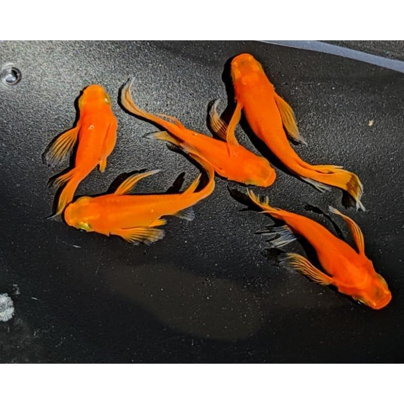 メダカ如水若魚(種親)①ペア メダカの館ワッチ様血統 【茶林
