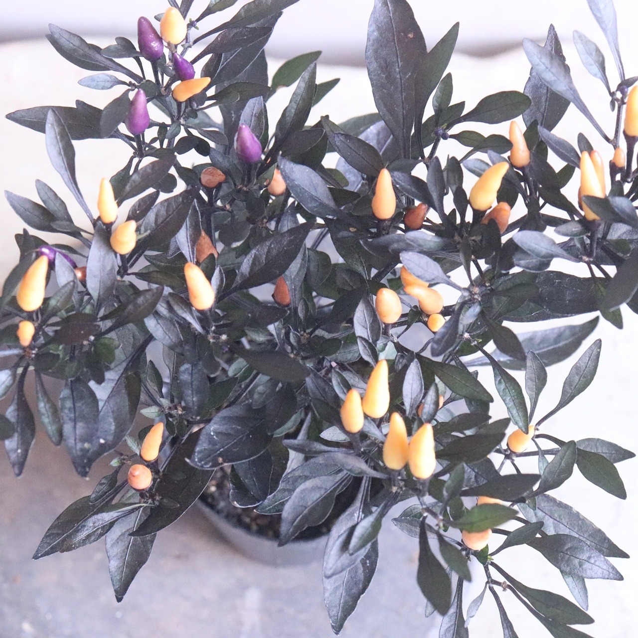 トウガラシ　パープルファントム　観賞用｜新色＊寄せ植えを華やかにするカラーリーフ