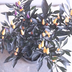 トウガラシ　パープルファントム　観賞用｜新色＊寄せ植えを華やかにするカラーリーフ