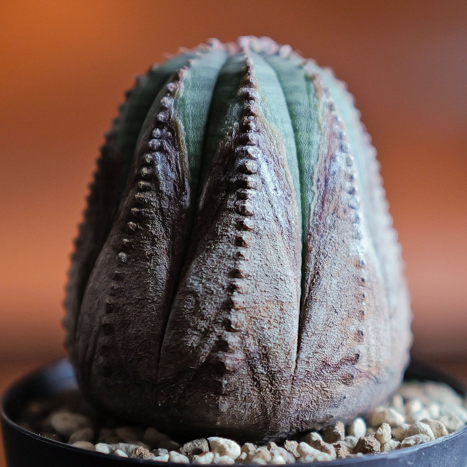 美模様 木質化 マイクロオベサ / ユーフォルビア | LIGHTHOUSE.PLANTS