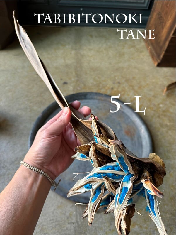 TABIBITONOKI NO TANE (旅人の木の種 葉付) ドライ Sサイズ