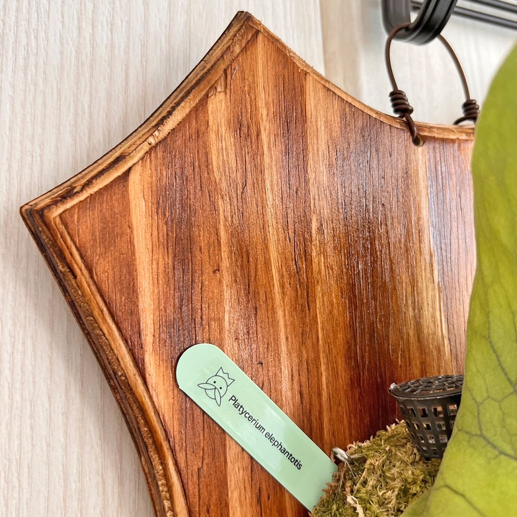 ビカクシダ エレファントティス 中株 板付 【観葉植物 壁掛け コウモリ