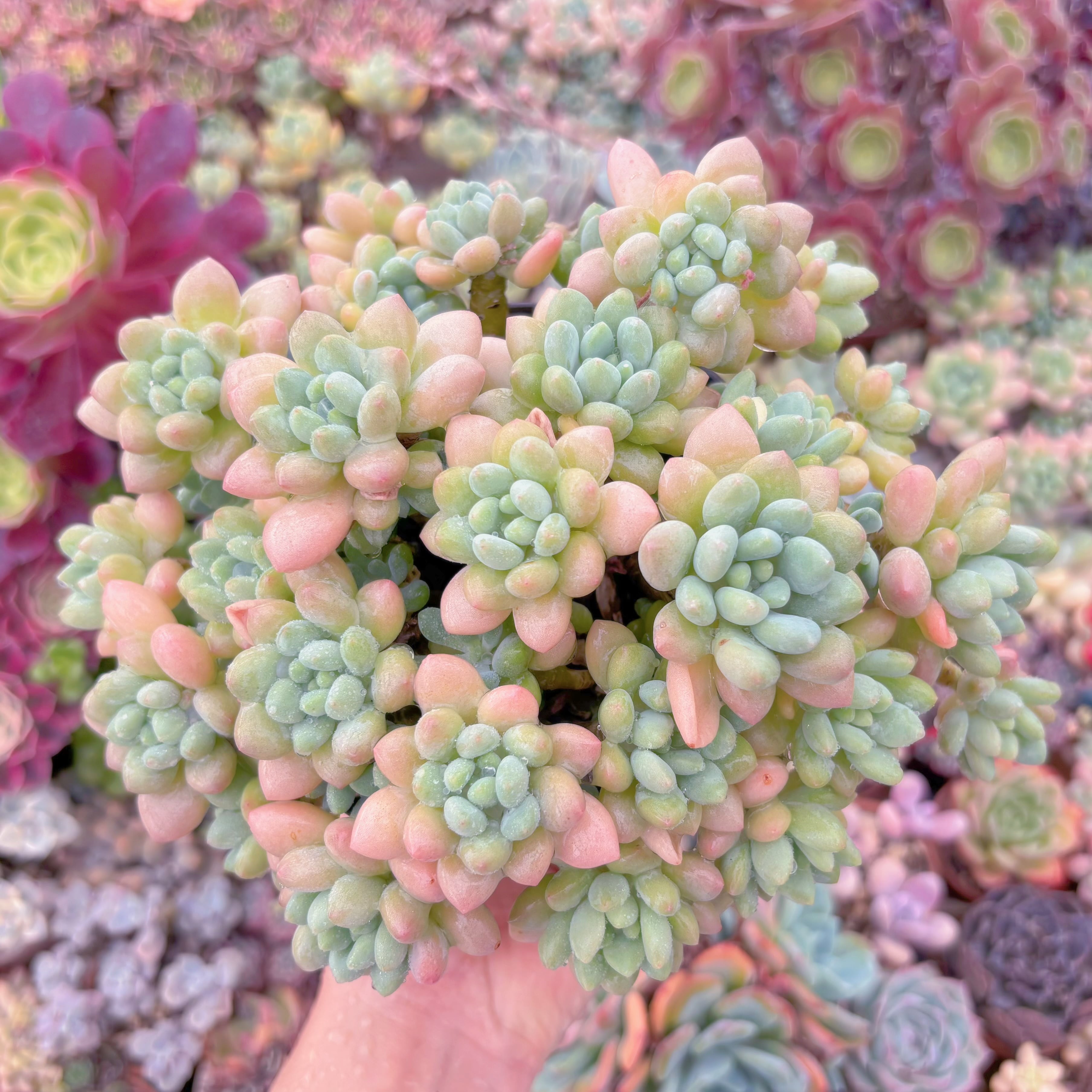 現品　ロココ#665　大群生　るる農園