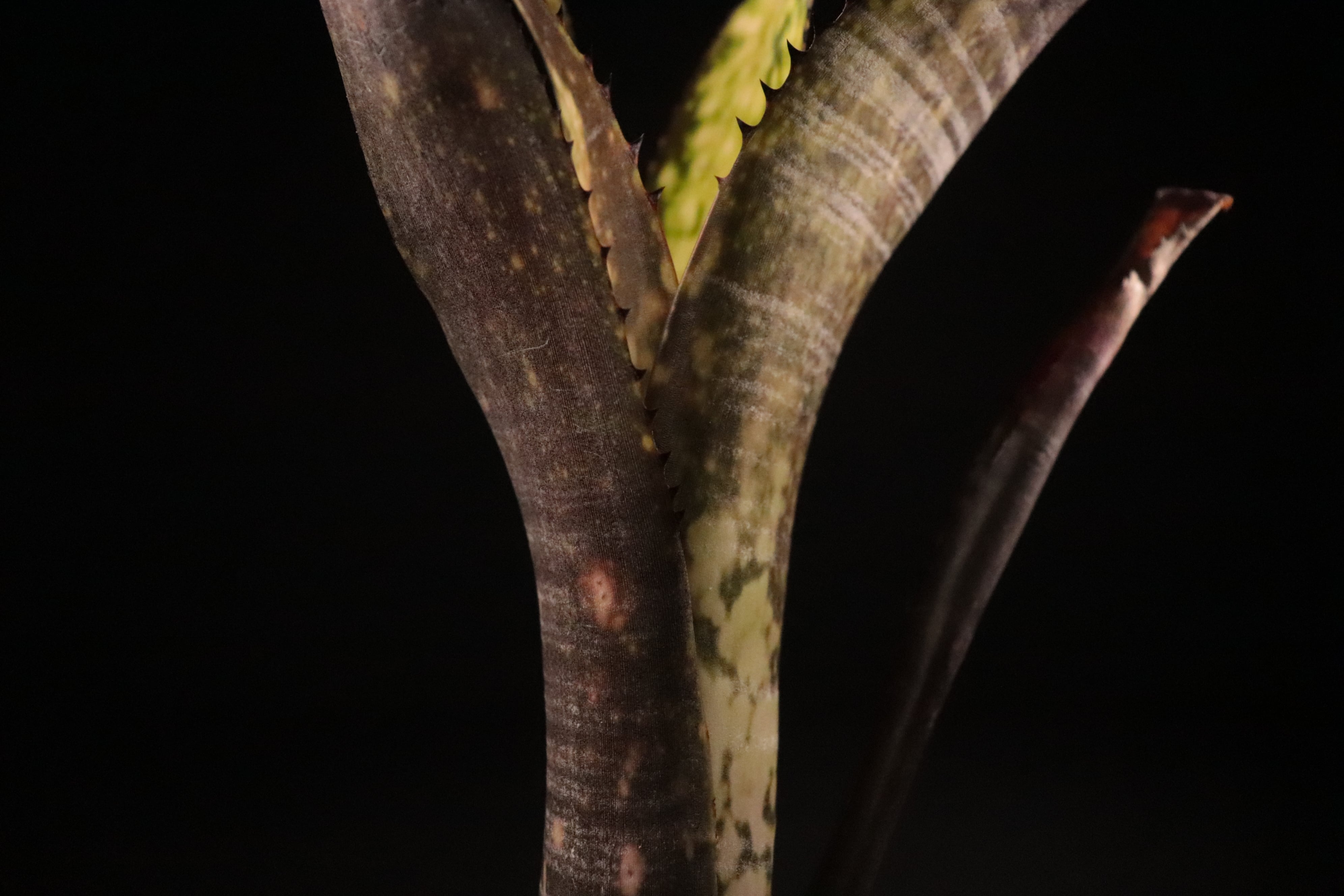 送料無料】Billbergia 'Midnight Sun'〔ビルベルギア〕現品発送B0211