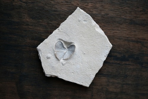 ドイツ産アンモナイト顎化石 Laevaptychus 1892