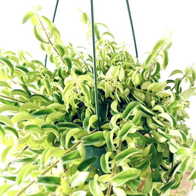 エスキナンサス ラスタ カール葉が可愛い✳︎ハンギング 観葉植物 calm cafe