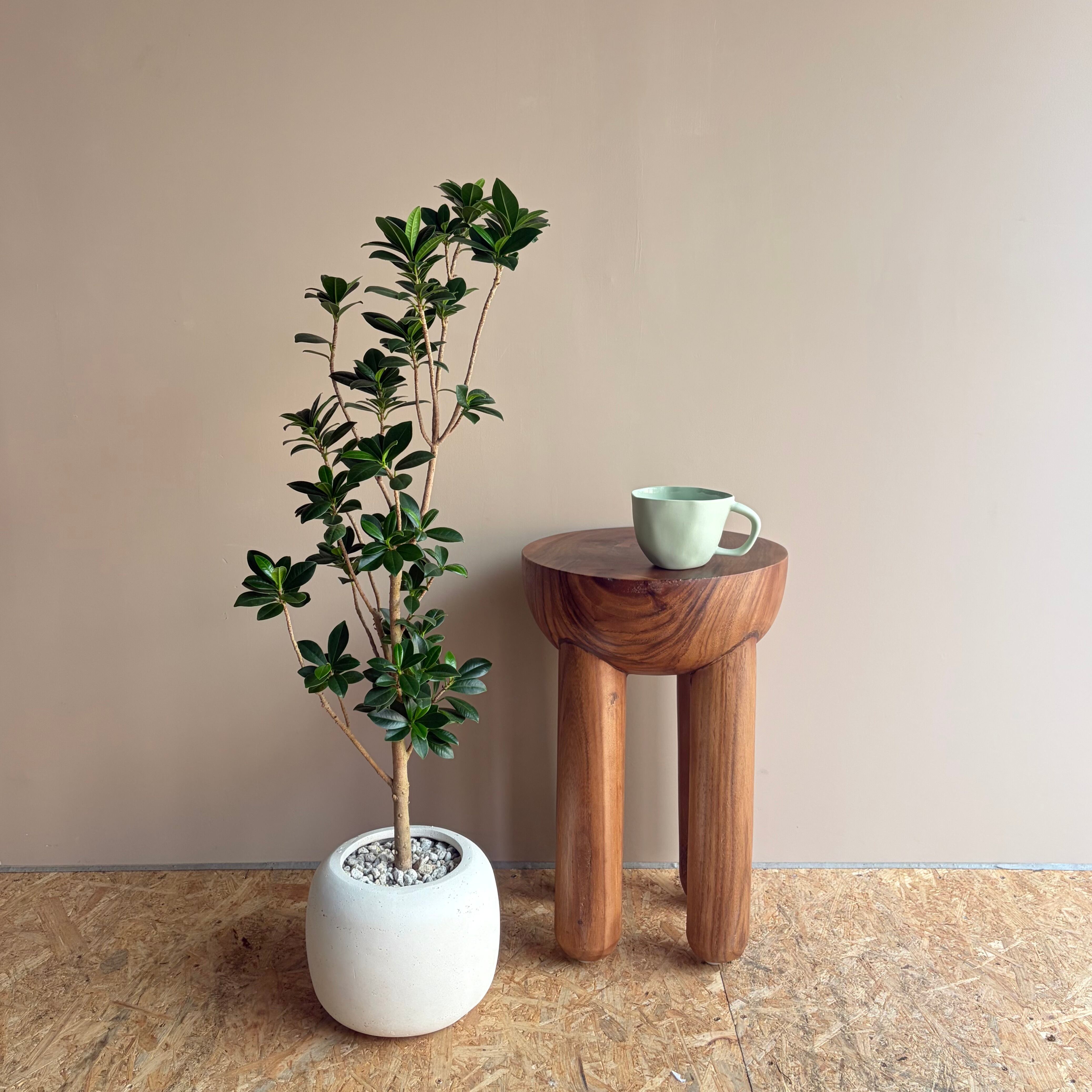ブラキキトン・ルペストリス《L》陶器鉢仕立て | GOOD LIFE STORE