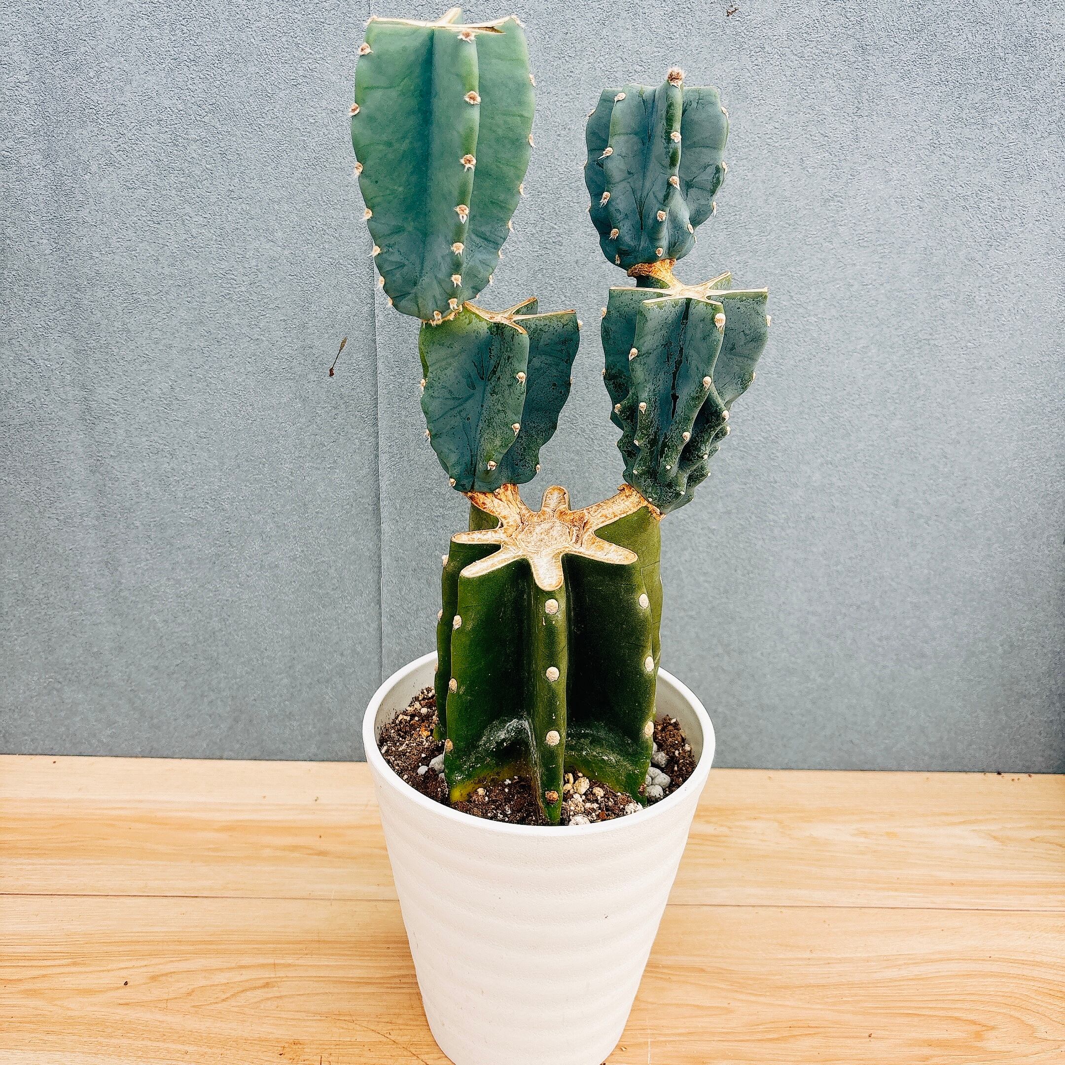 現品］【珍しい】22番 スキスマトグロッティス スコルテクニー 7号