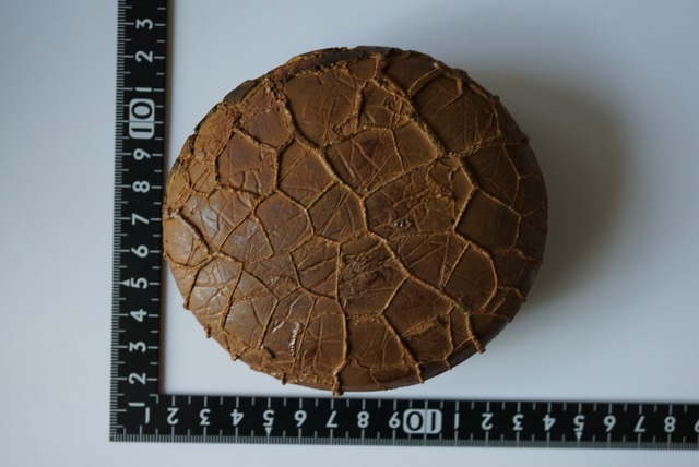 ゴビ砂漠産亀甲石　Gobi Turtleback Stone