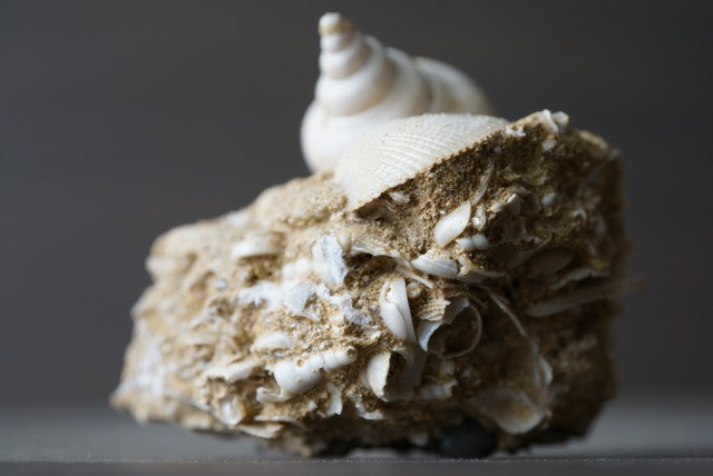 フランス産巻貝化石 Sycum bulbiforme 1273