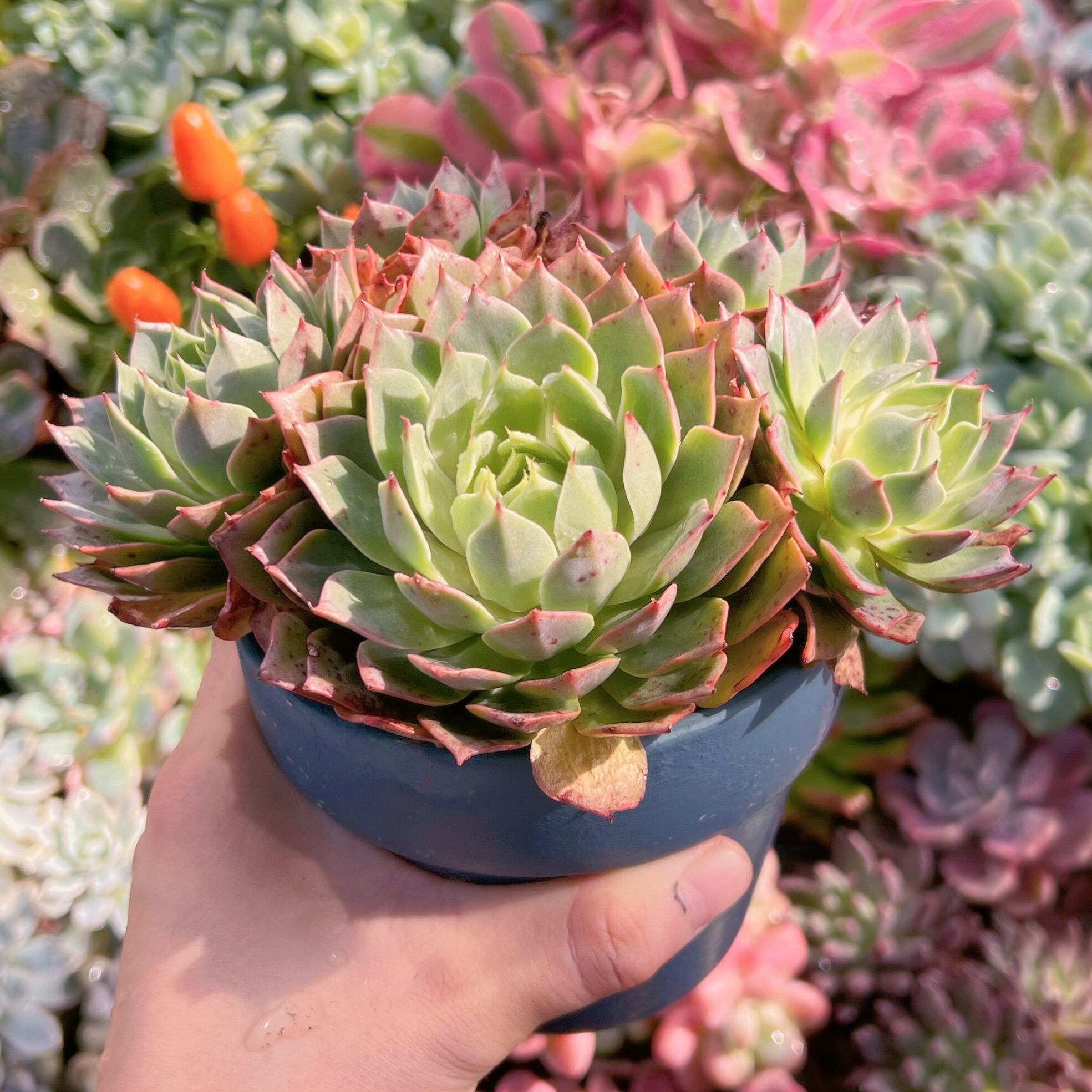 多肉植物 中里リンゼアナ 大苗 中里リンゼアナ（大苗*美苗） 多肉植物 エケベリア - メルカリ