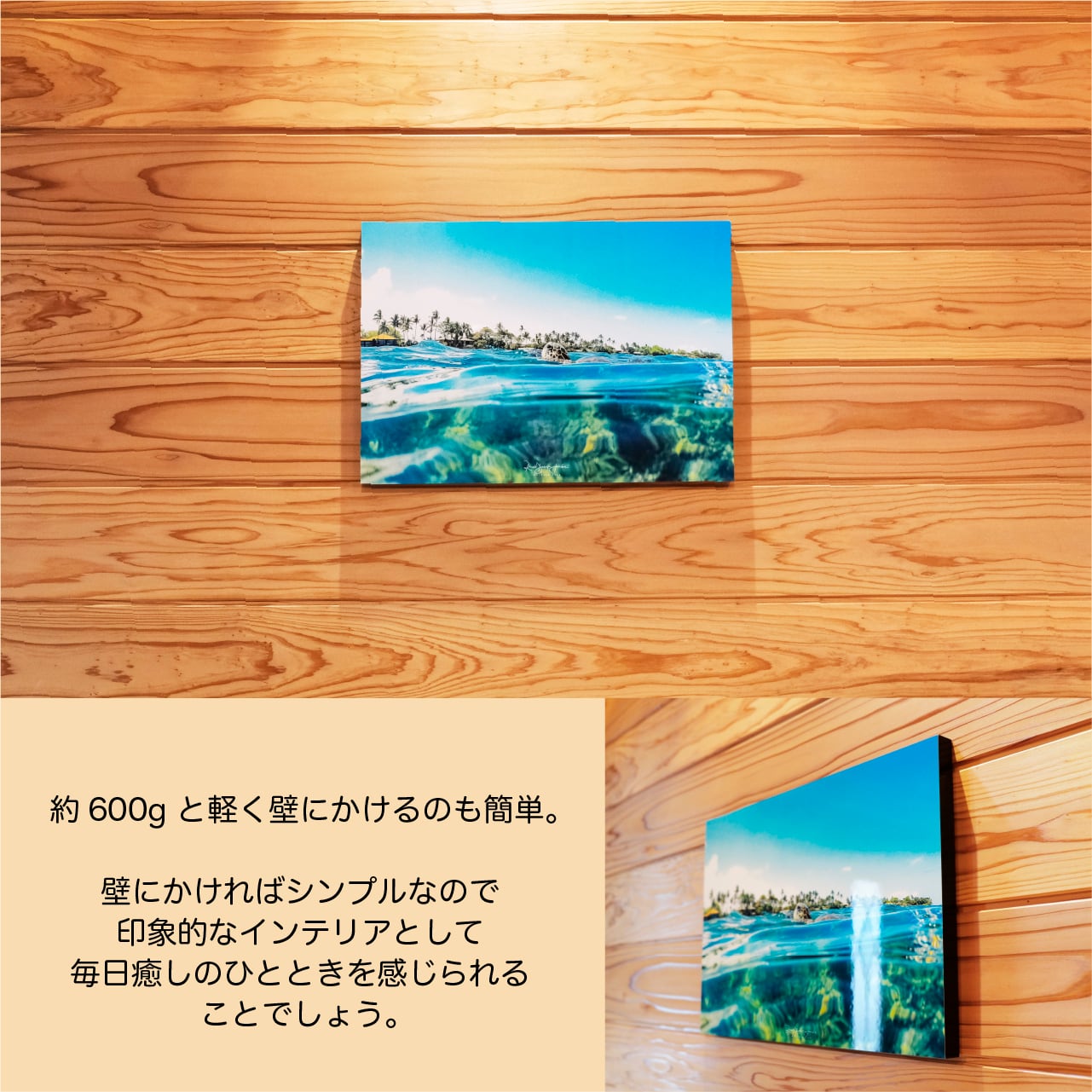 DOLPHIN EYES 写真パネル A3サイズ相当 イルカ・クジラ・ウミガメ
