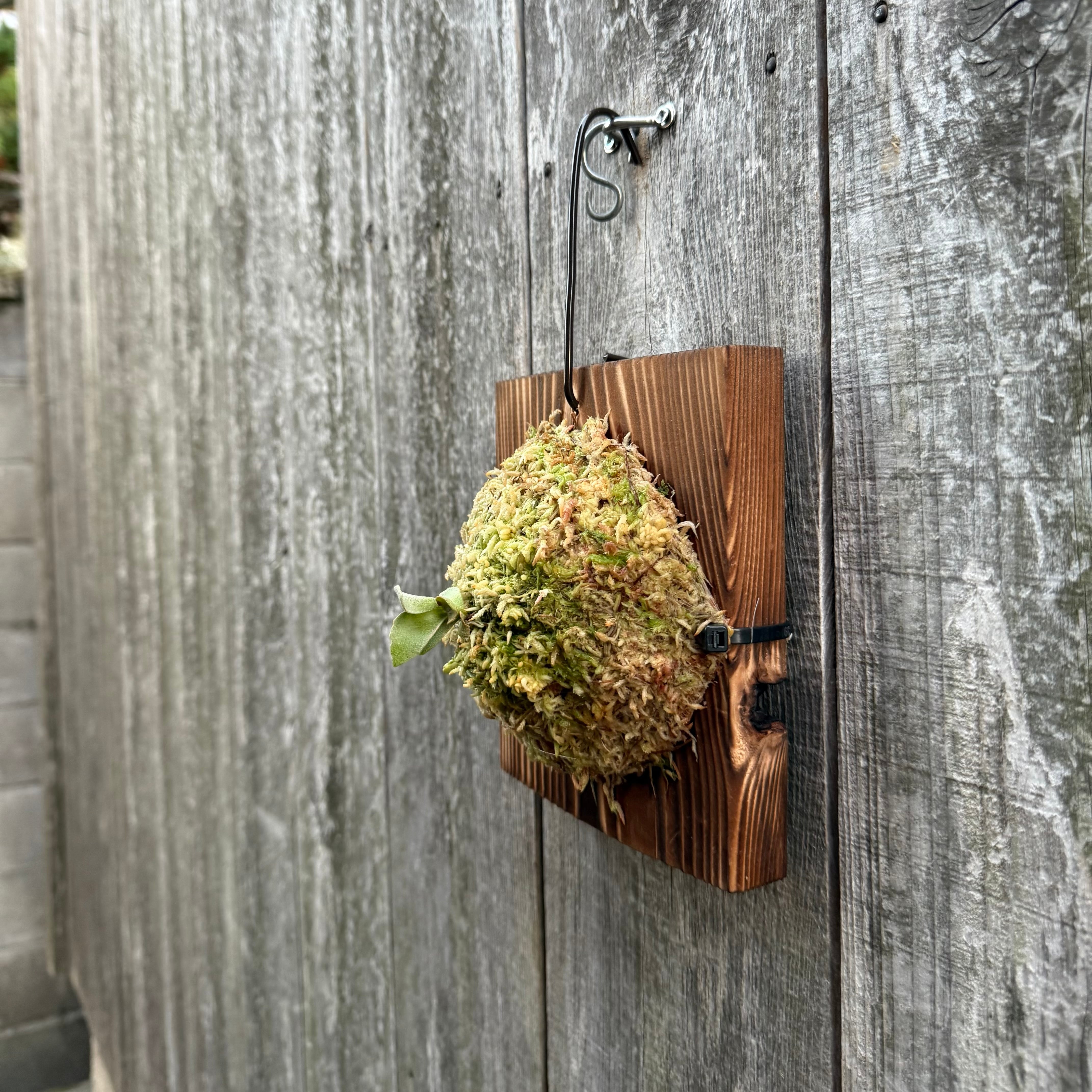 P.Triceratops (三角龍) pup | naturefix