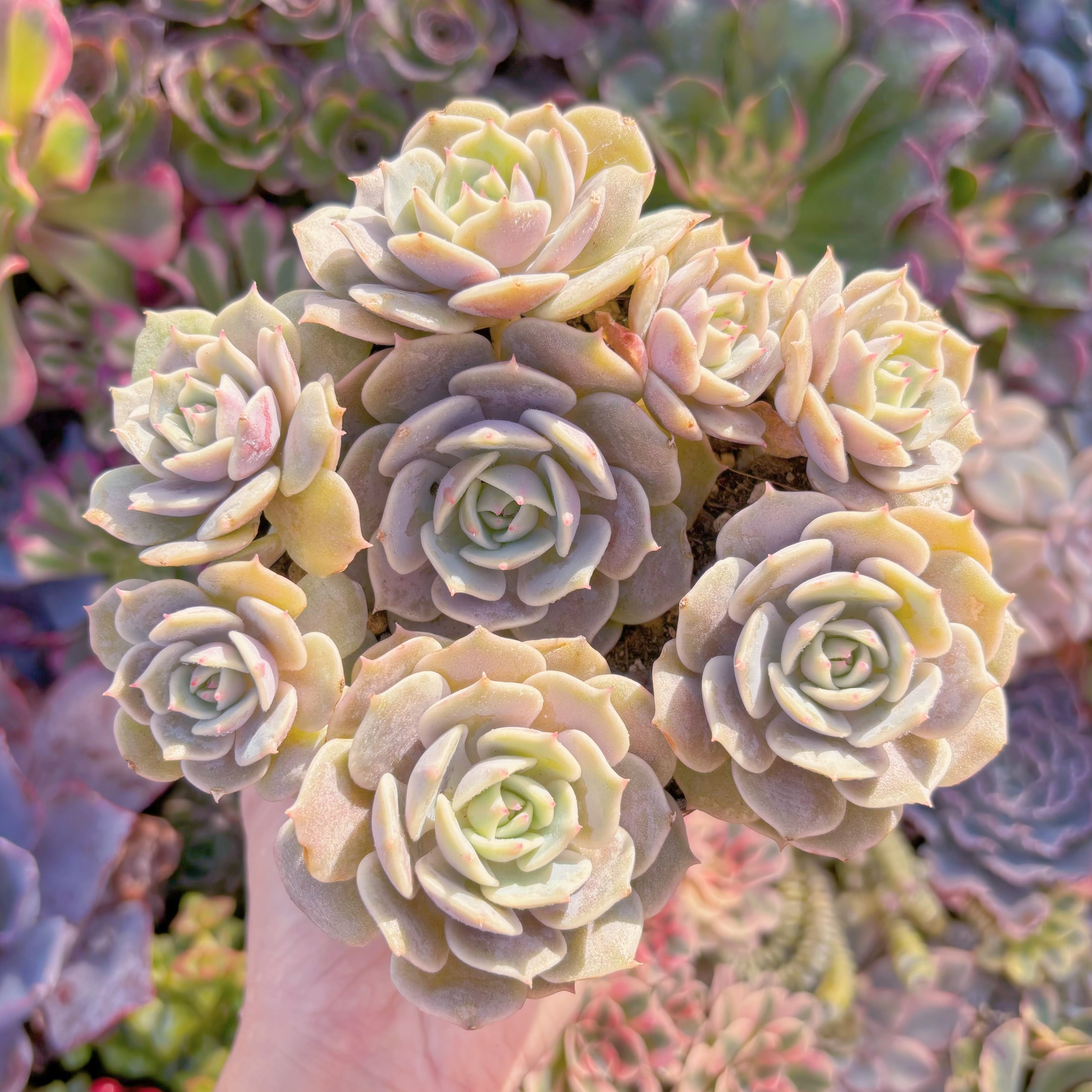 現品　ローラ#F050　群生　新入荷　るる農園