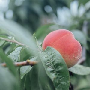 ADULT PEACH GINGER［アダルトピーチジンジャー］