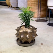 パイナップルコーン・ソテツキリン