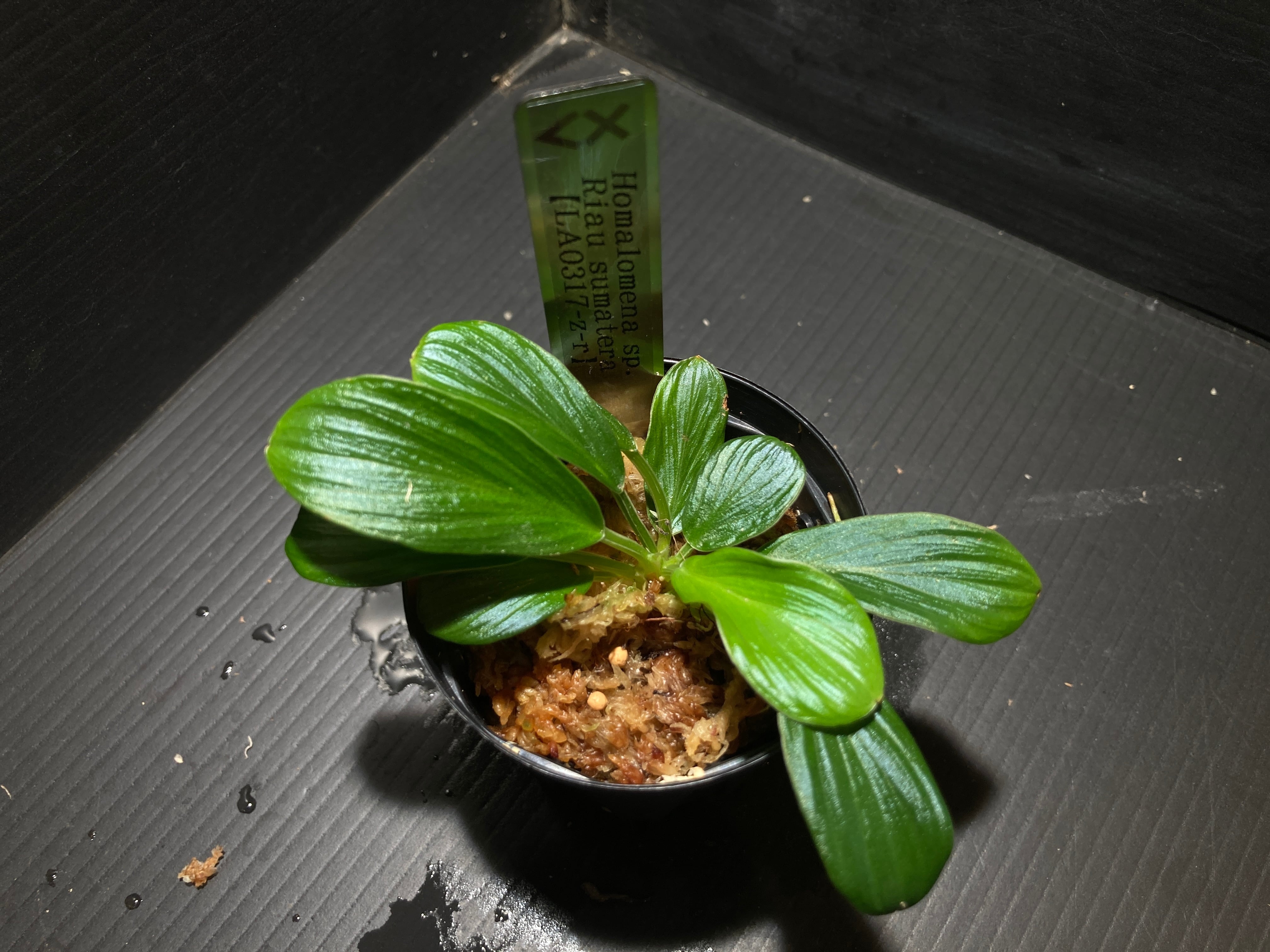 ホマロメナ | AquaFocus