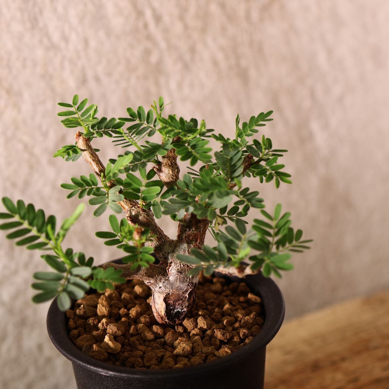228『センナ メリディオナリス senna meridionaris』＿観葉植物【送料