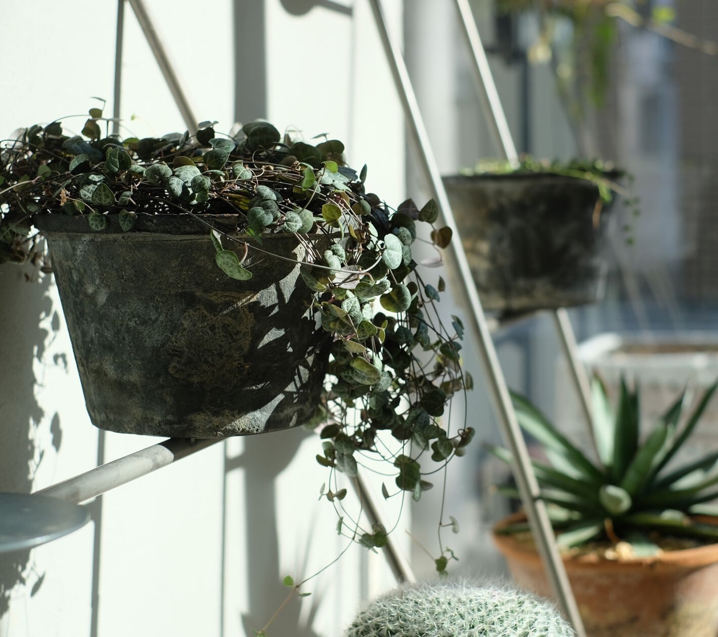 KNOP LADDER RACK【WIDE】 | WEST VILLAGE TOKYO