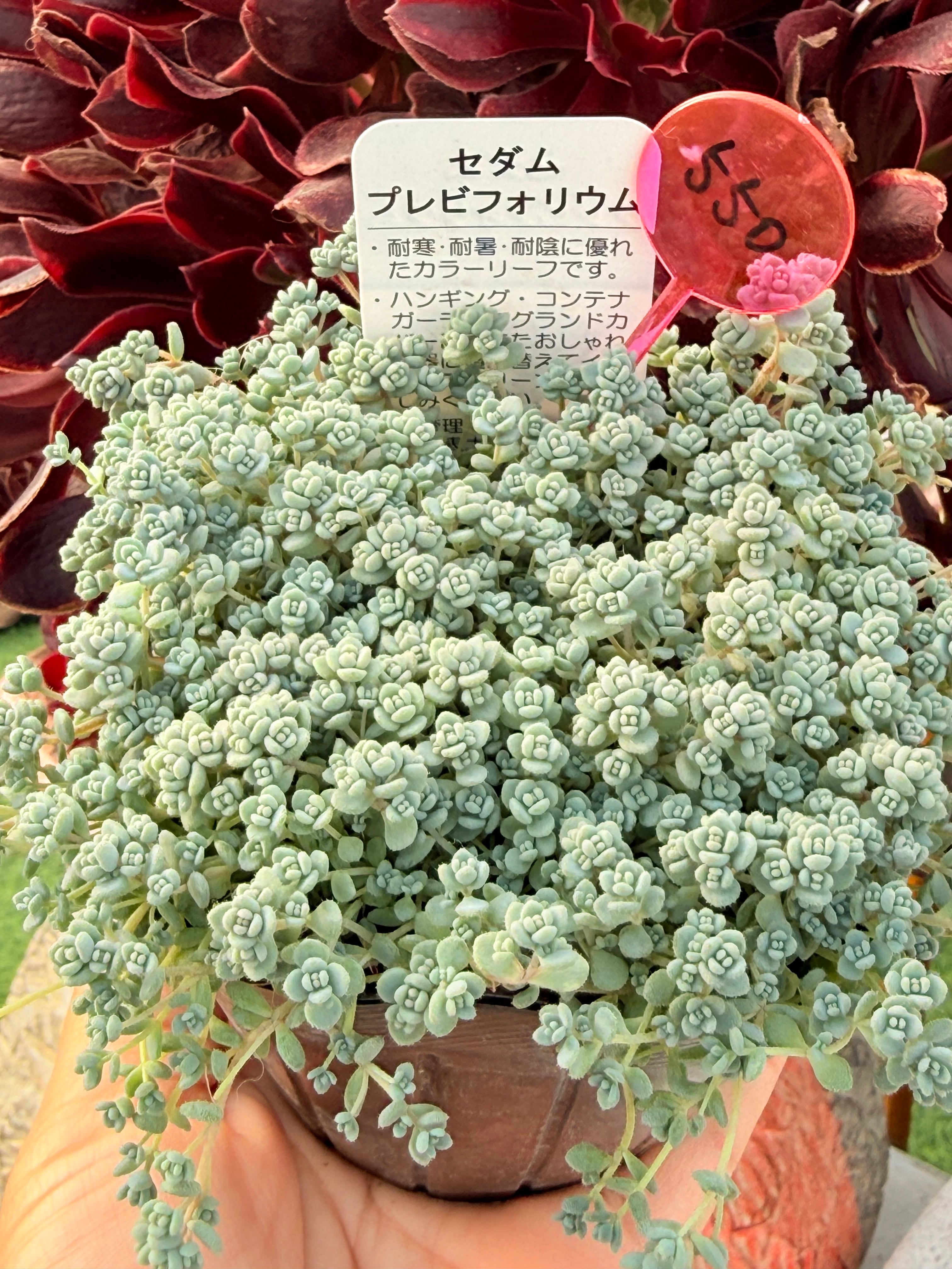 胞子] coronarium special compact コロナリウム スペシャル
