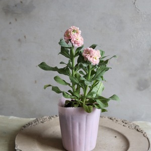 ストック八重咲き　アプリコット　寄せ植え　シルバーリーフ　秋から春まで咲くお花