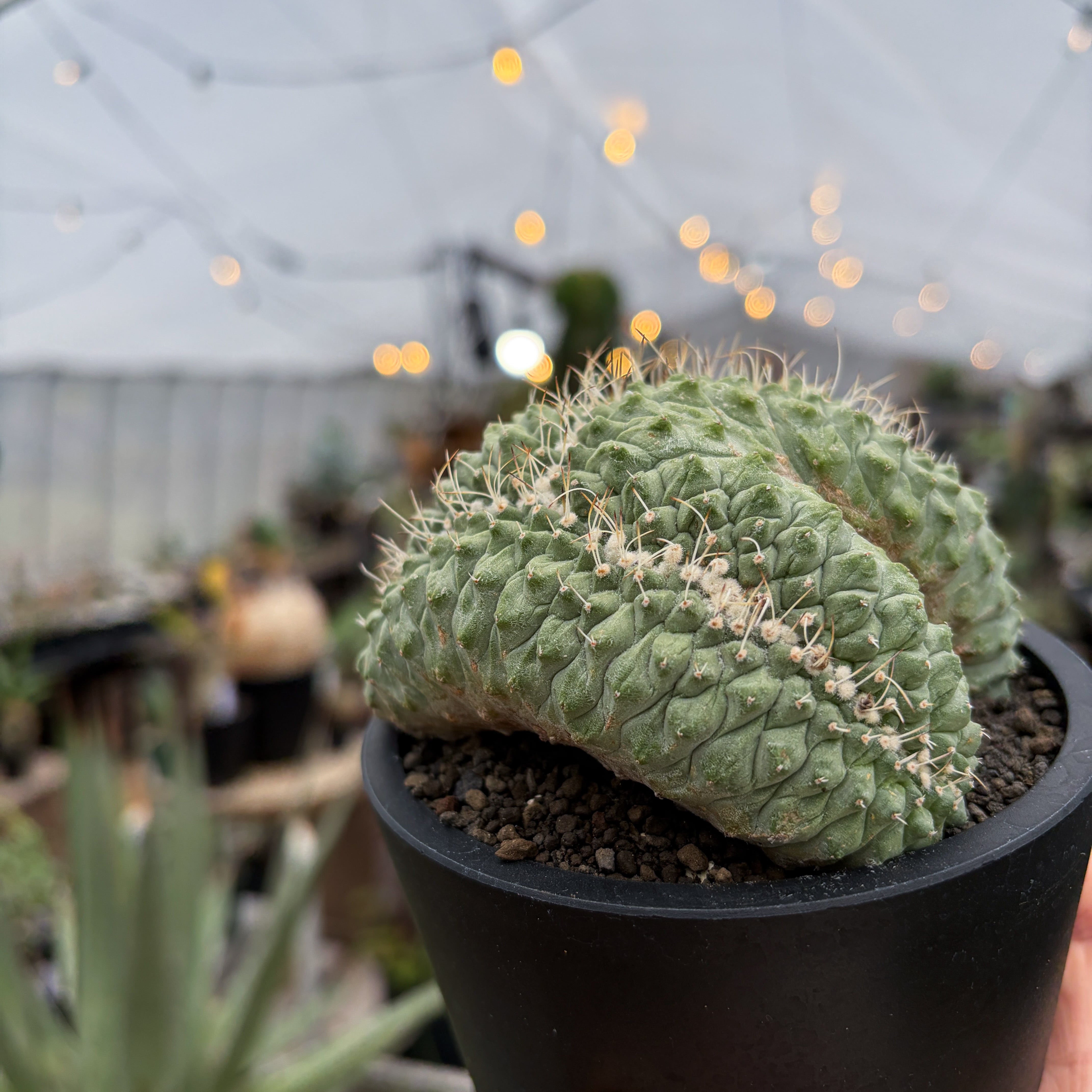 Storombocactus disciformis【ストロンボカクタス・菊水綴化