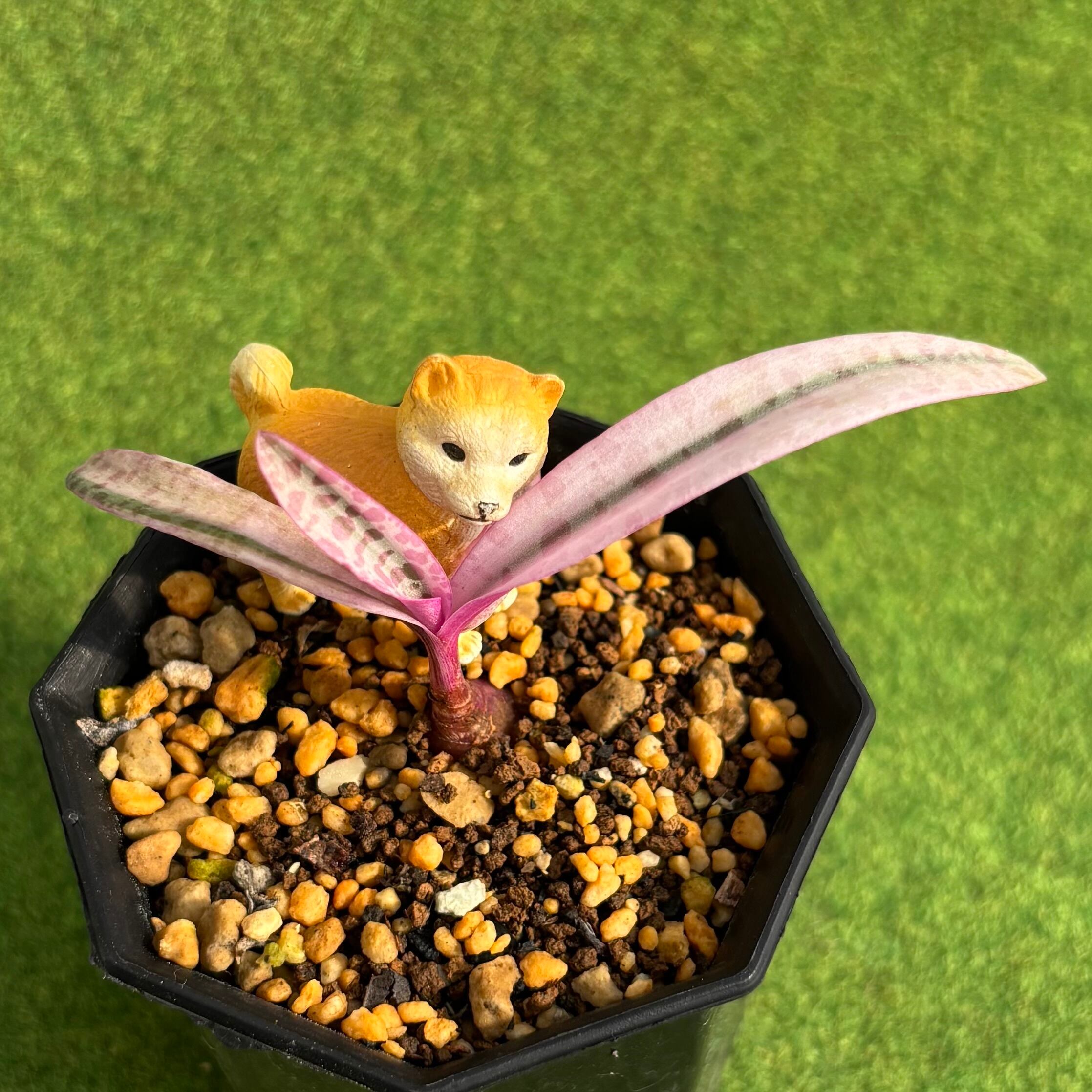 斑入り | 多肉植物 豆彦商店