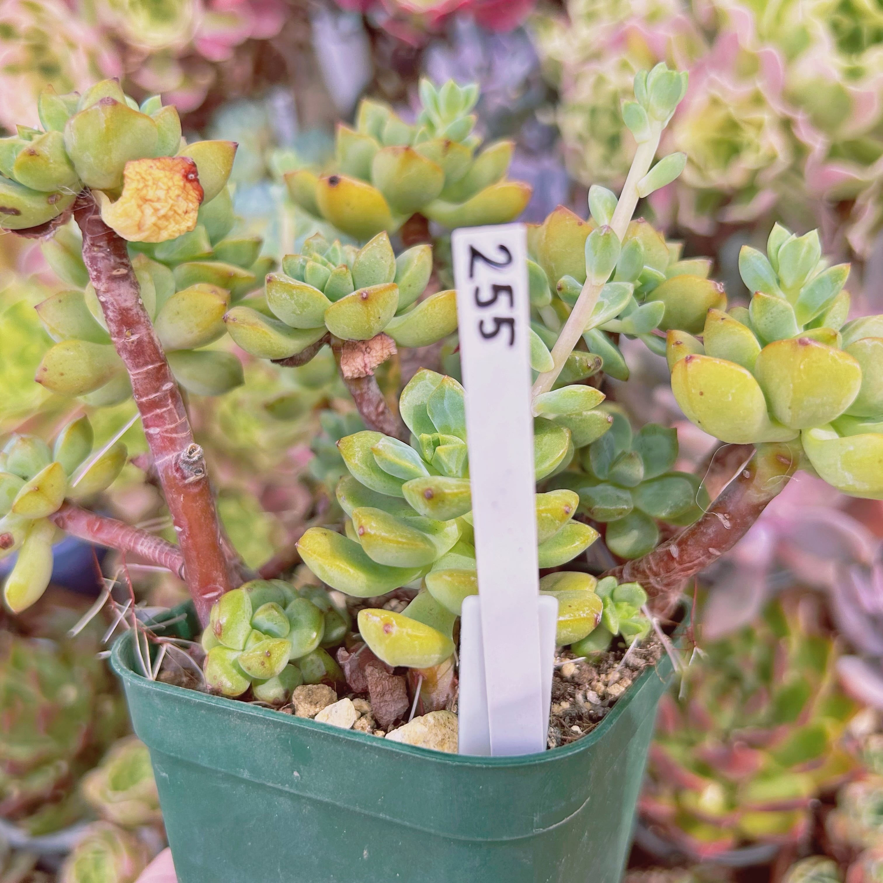 255現物 多肉植物 スピア 特大 | るる農園~多肉植物専門