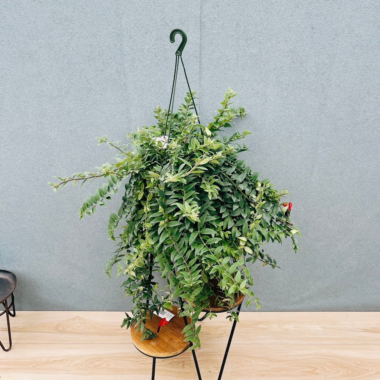 現品］13番 エバーフレッシュ 曲がり 7号 観葉植物 室内 大型 人気