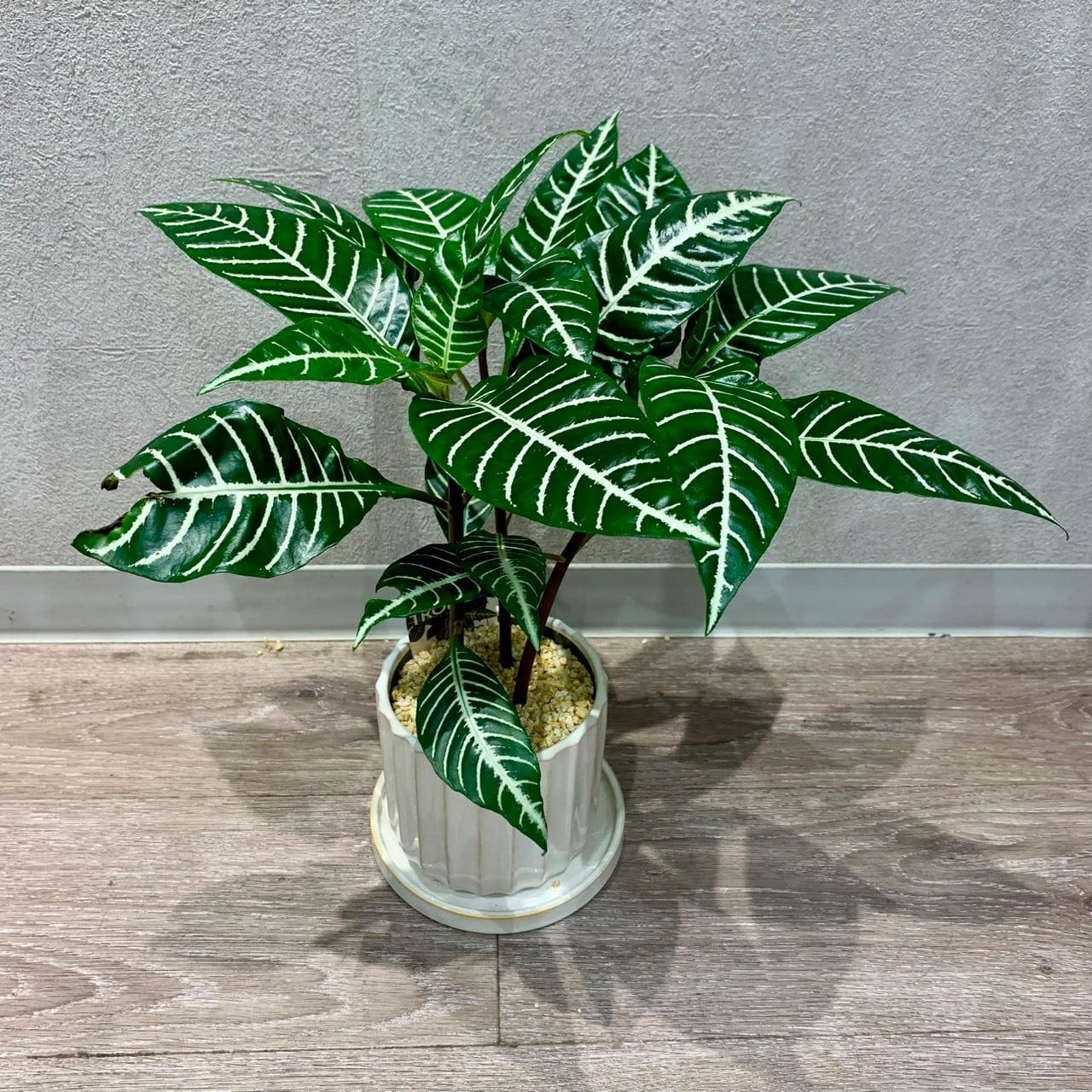 フラワーギフト専門店｜conoka online shop～お花や観葉植物で記念日を