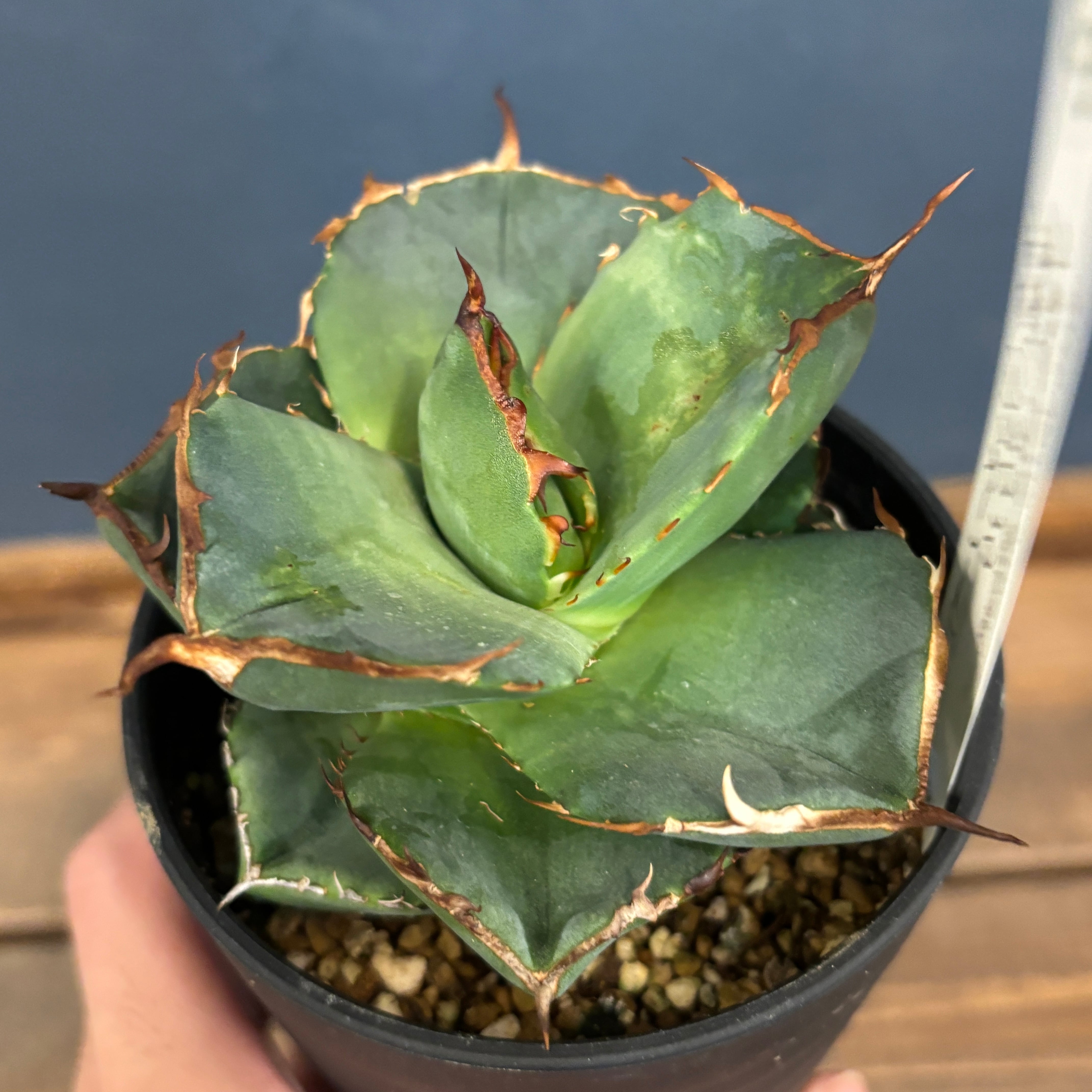 アガベ チタノタ 神象 ジャガーノート【685】 | PROTOLEAF プロトリーフ