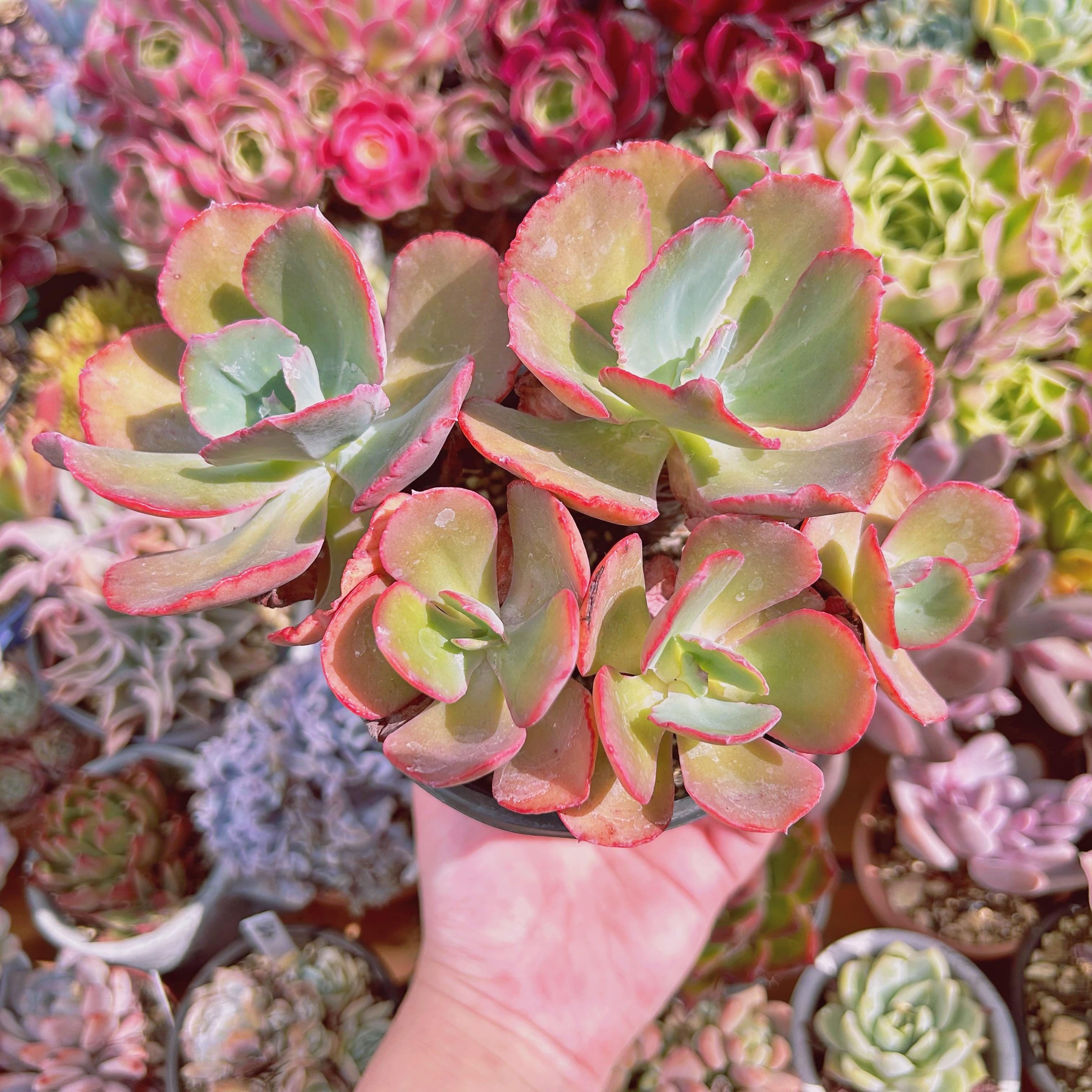 603現物 多肉植物 火山女神 特大 抜き苗 | るる農園~多肉植物専門